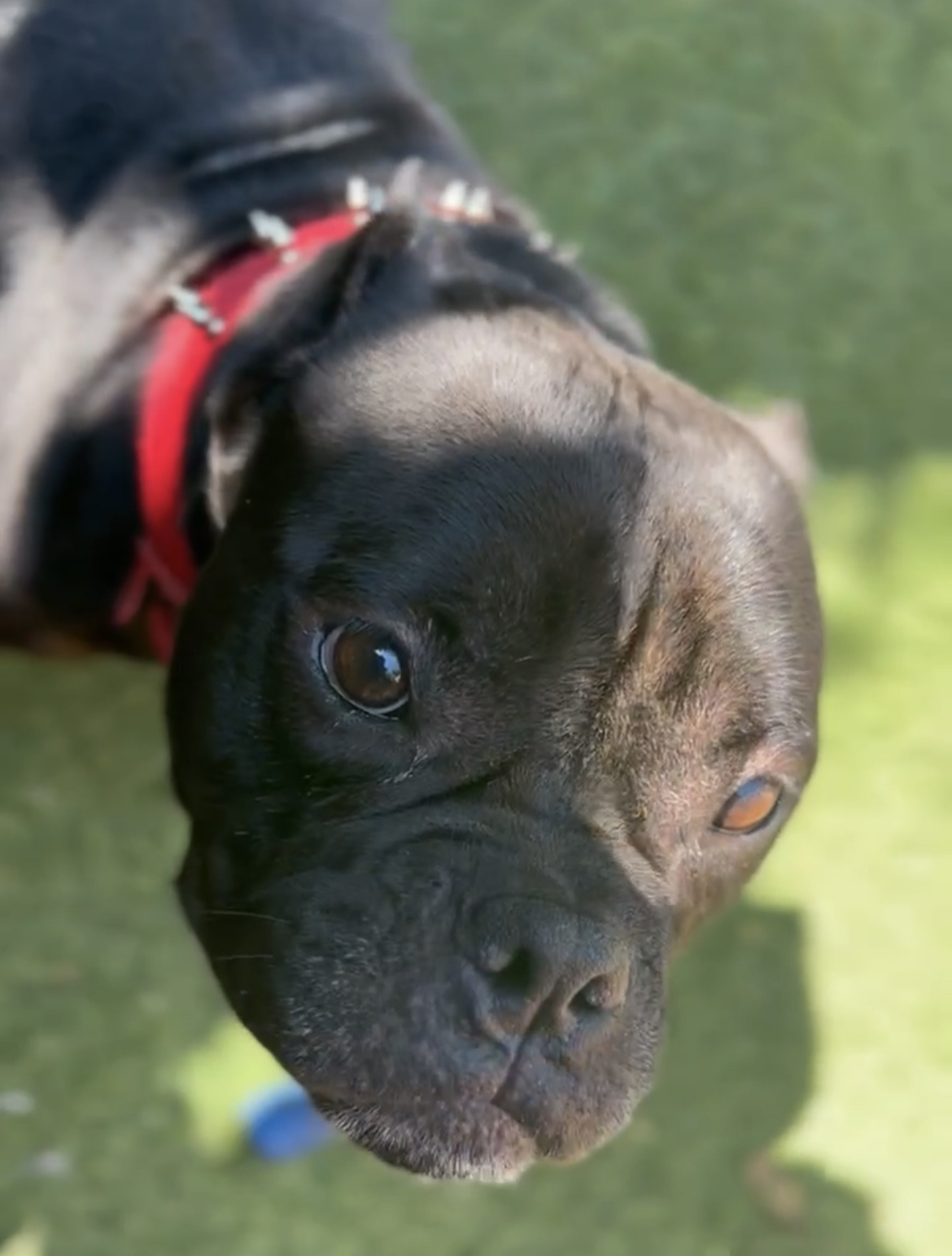 Midnight, a Adoptable American Bully in Staten island, NY image 6/6