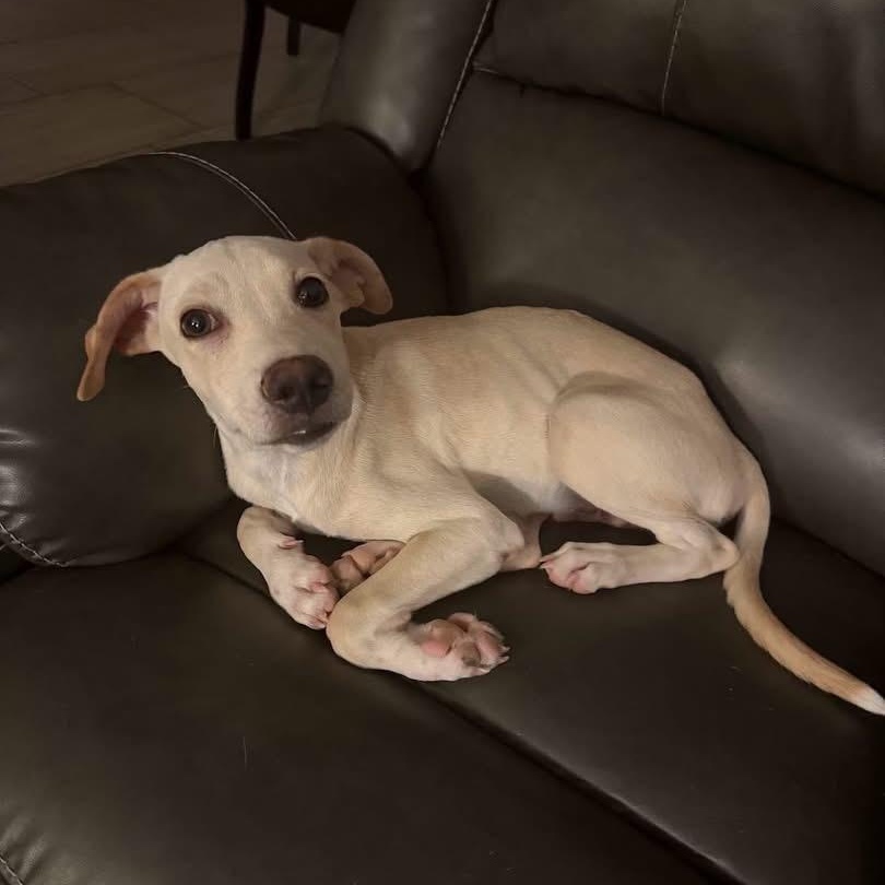 Enlarge Buddy, a Adoptable Mixed Breed in Yaphank, NY image 5/6