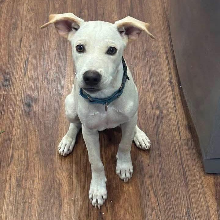 Enlarge Buddy, a Adoptable Mixed Breed in Yaphank, NY image 1/6