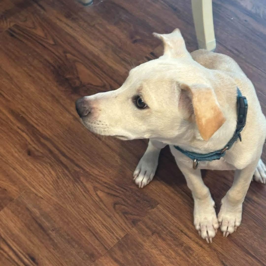 Enlarge Buddy, a Adoptable Mixed Breed in Yaphank, NY image 2/6