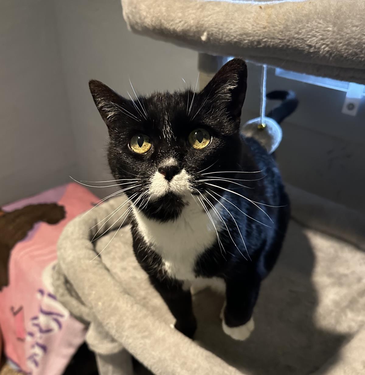 Flower, Adoptable, Adult Female Tuxedo.