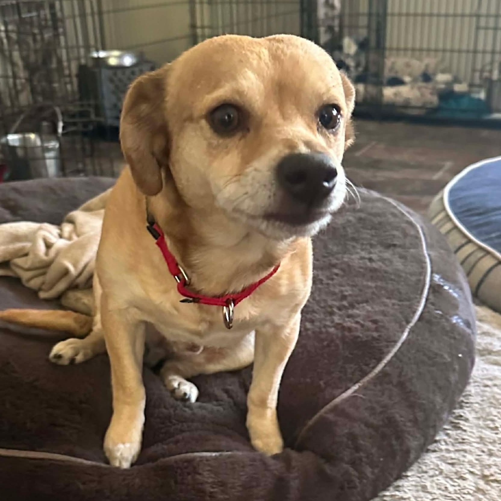 Enlarge Paco , a ADOPTABLE mixed breed in Boston, MA image 1/3