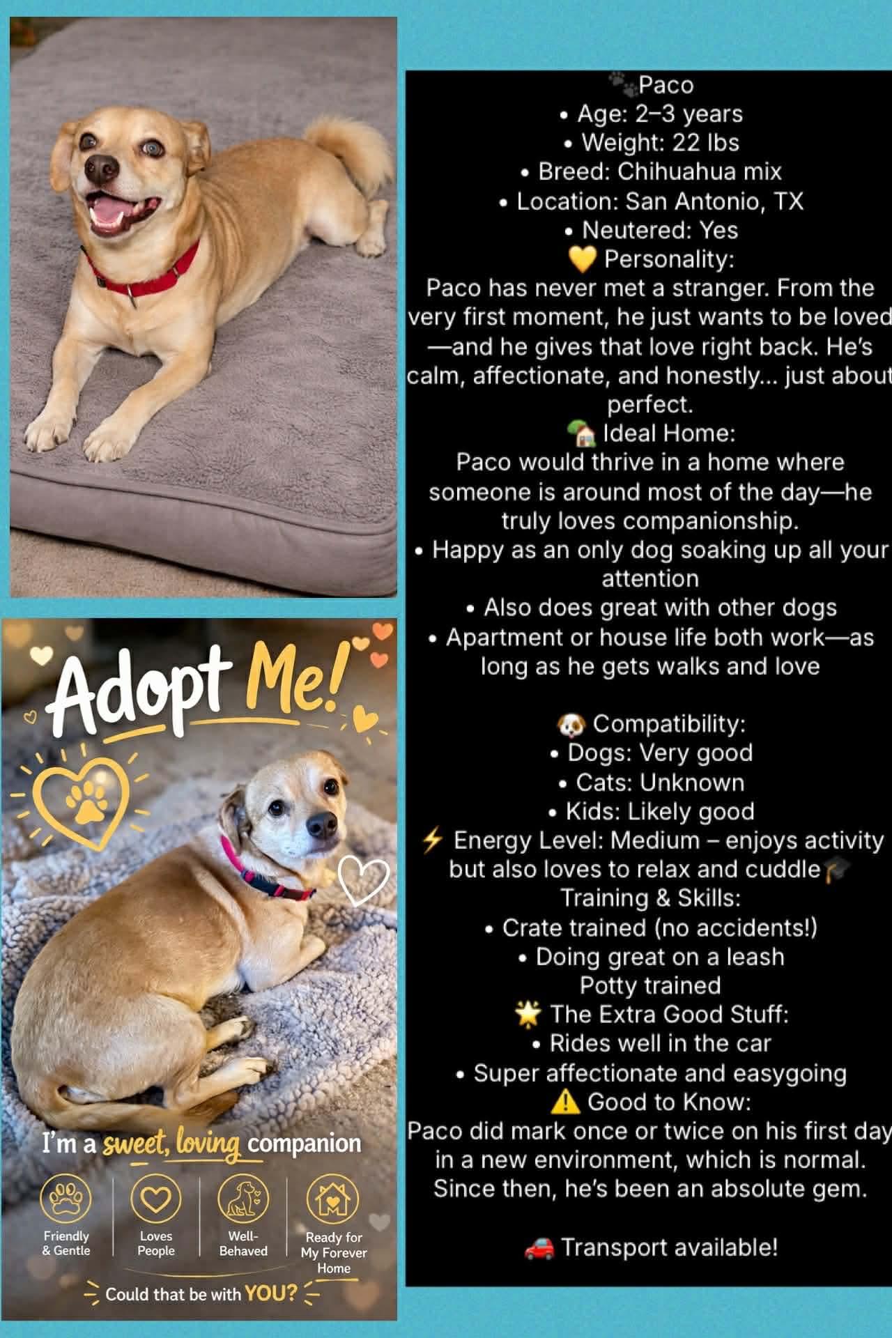 Enlarge Paco , a ADOPTABLE mixed breed in Boston, MA image 2/3