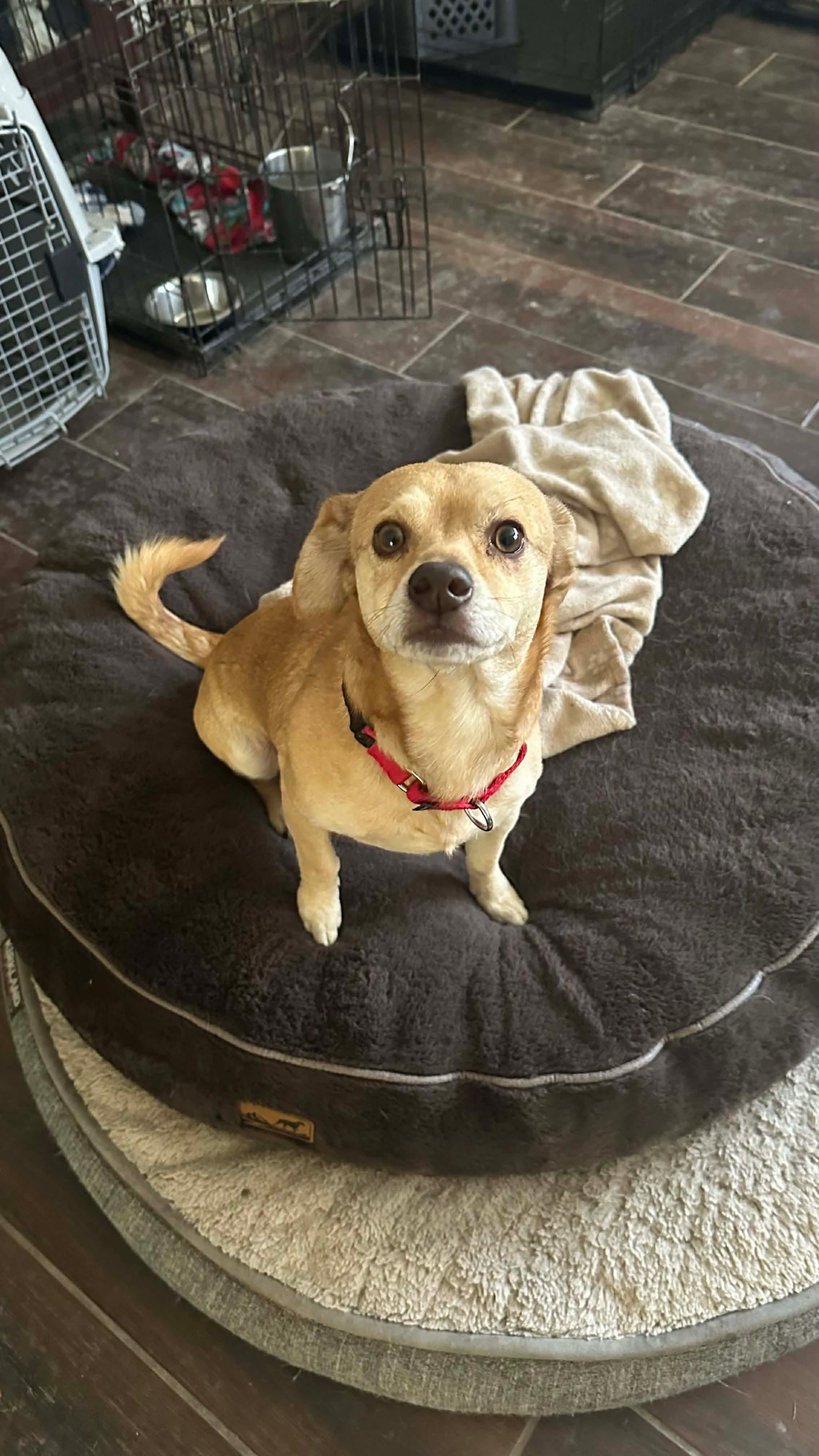 Enlarge Paco , a ADOPTABLE mixed breed in Boston, MA image 3/3
