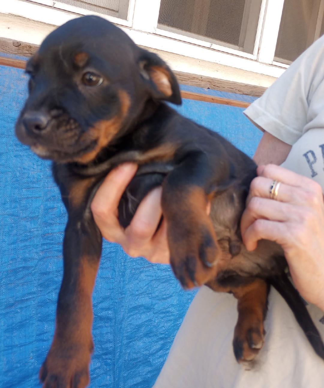 L.J., Adoptable, Puppy Male Rottweiler & Basset Hound.