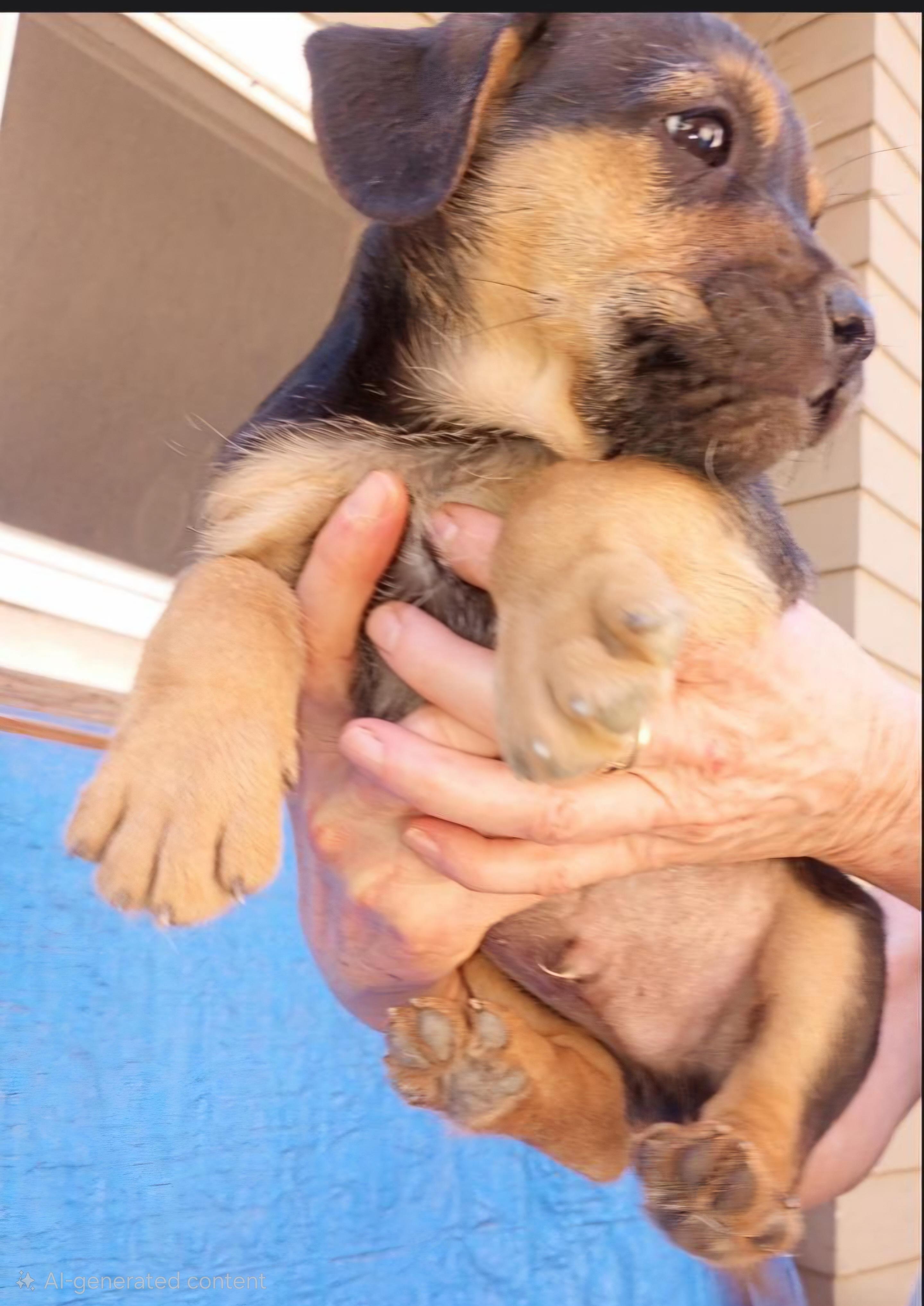 Enlarge L.J., a Adoptable mixed breed in Burbank, CA image 5/5