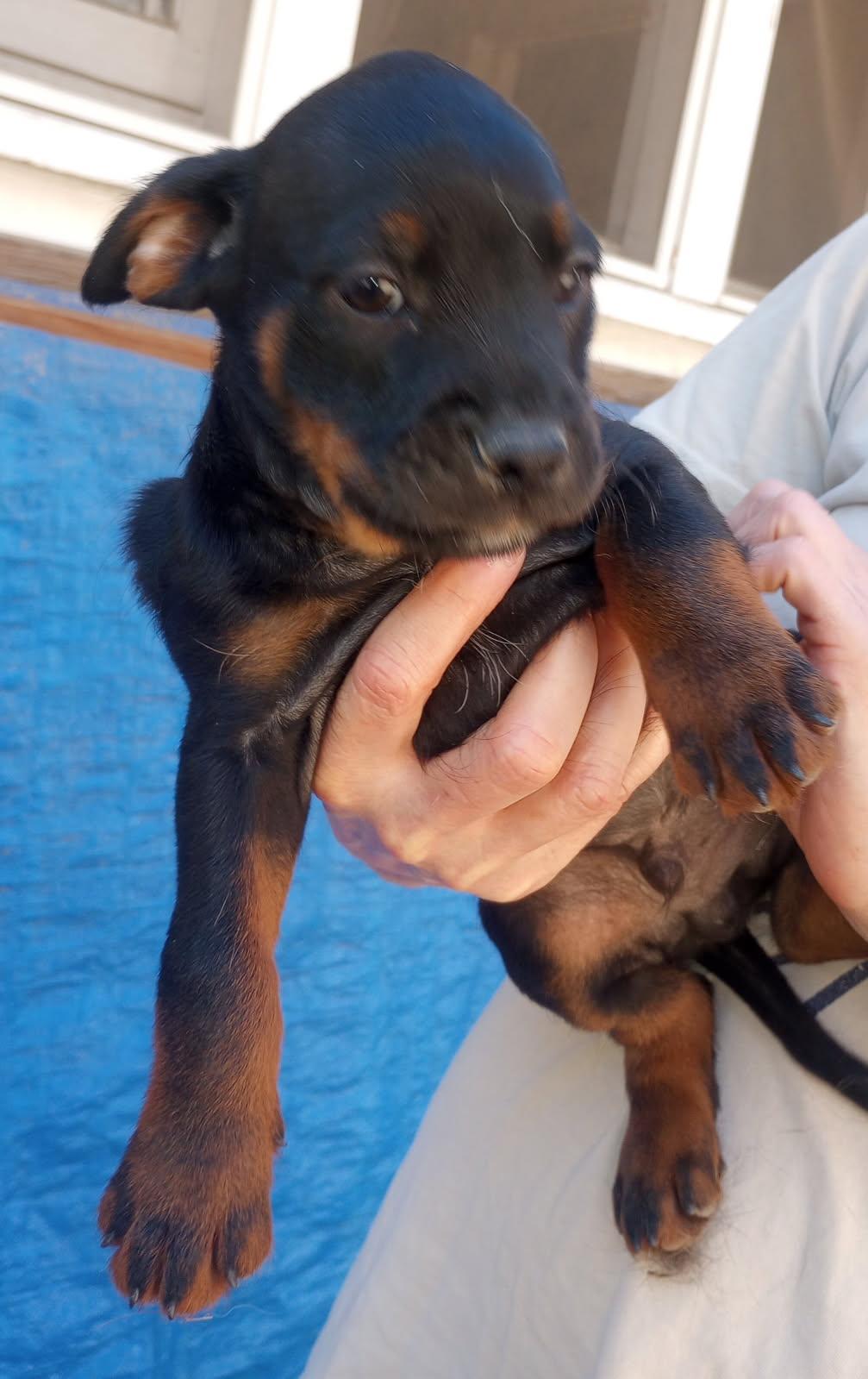 Enlarge L.J., a Adoptable mixed breed in Burbank, CA image 3/5