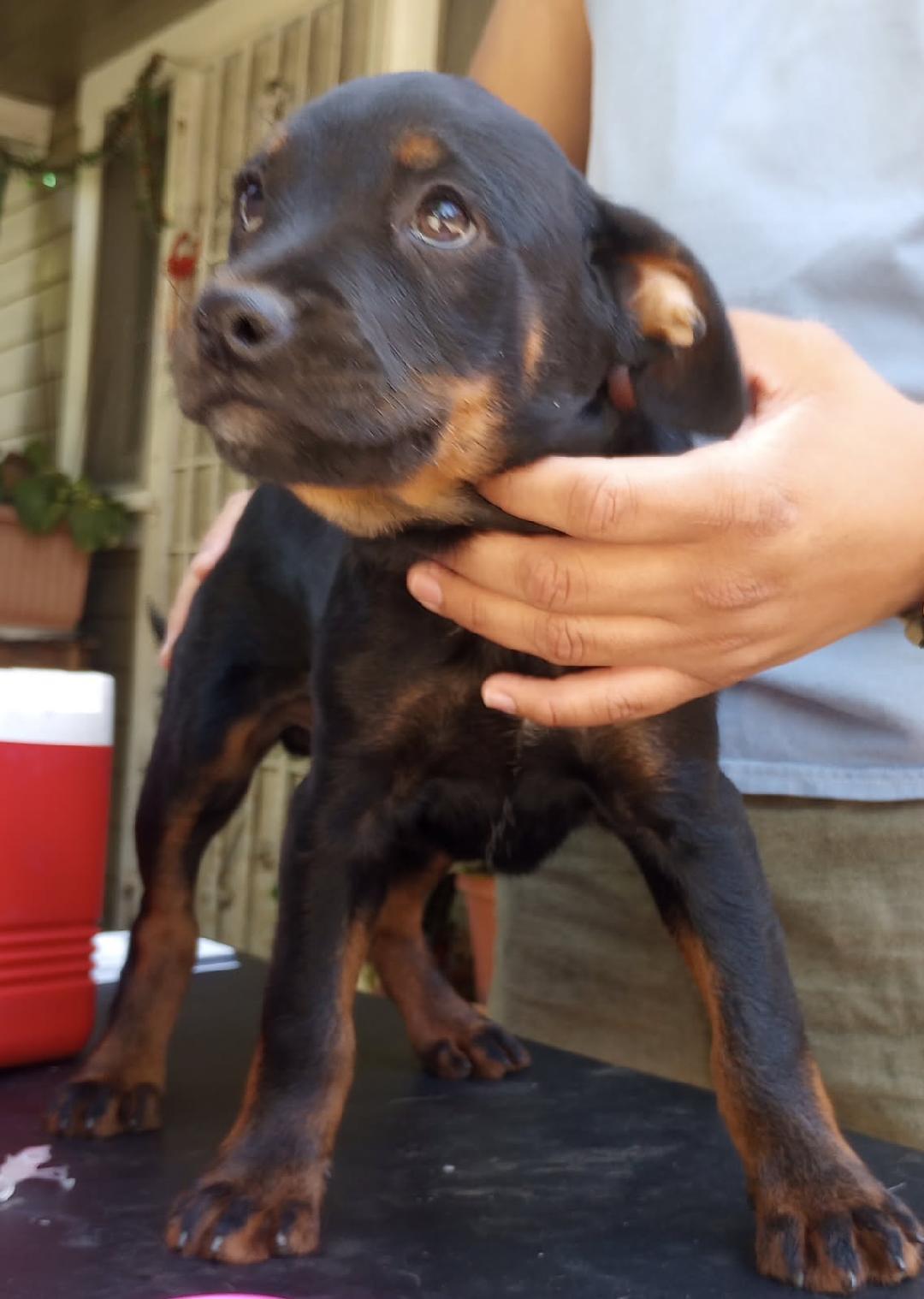 Enlarge L.J., a Adoptable mixed breed in Burbank, CA image 2/5