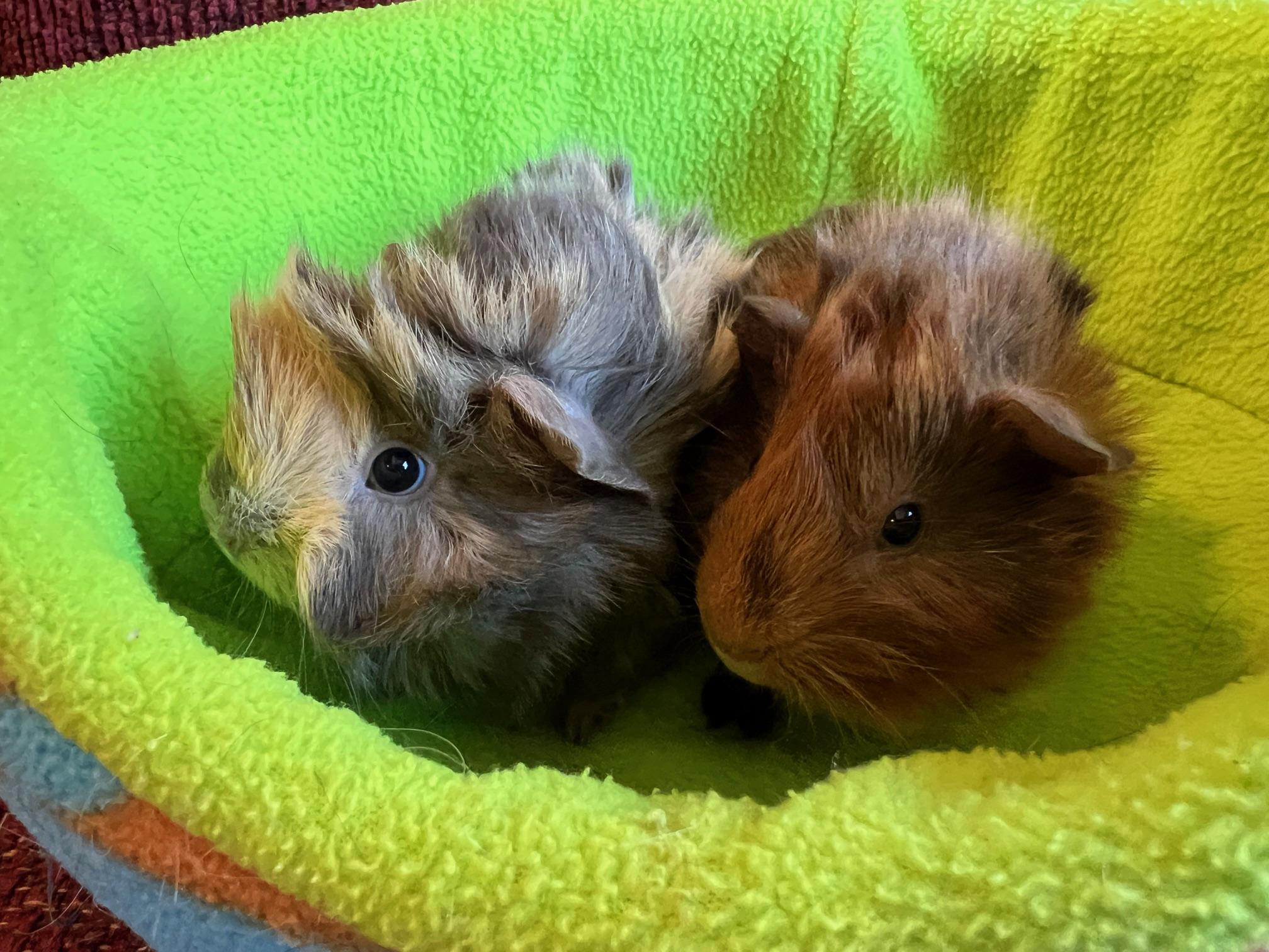 Oak and Chestnut, ADOPTABLE, Baby Male Abyssinian.
