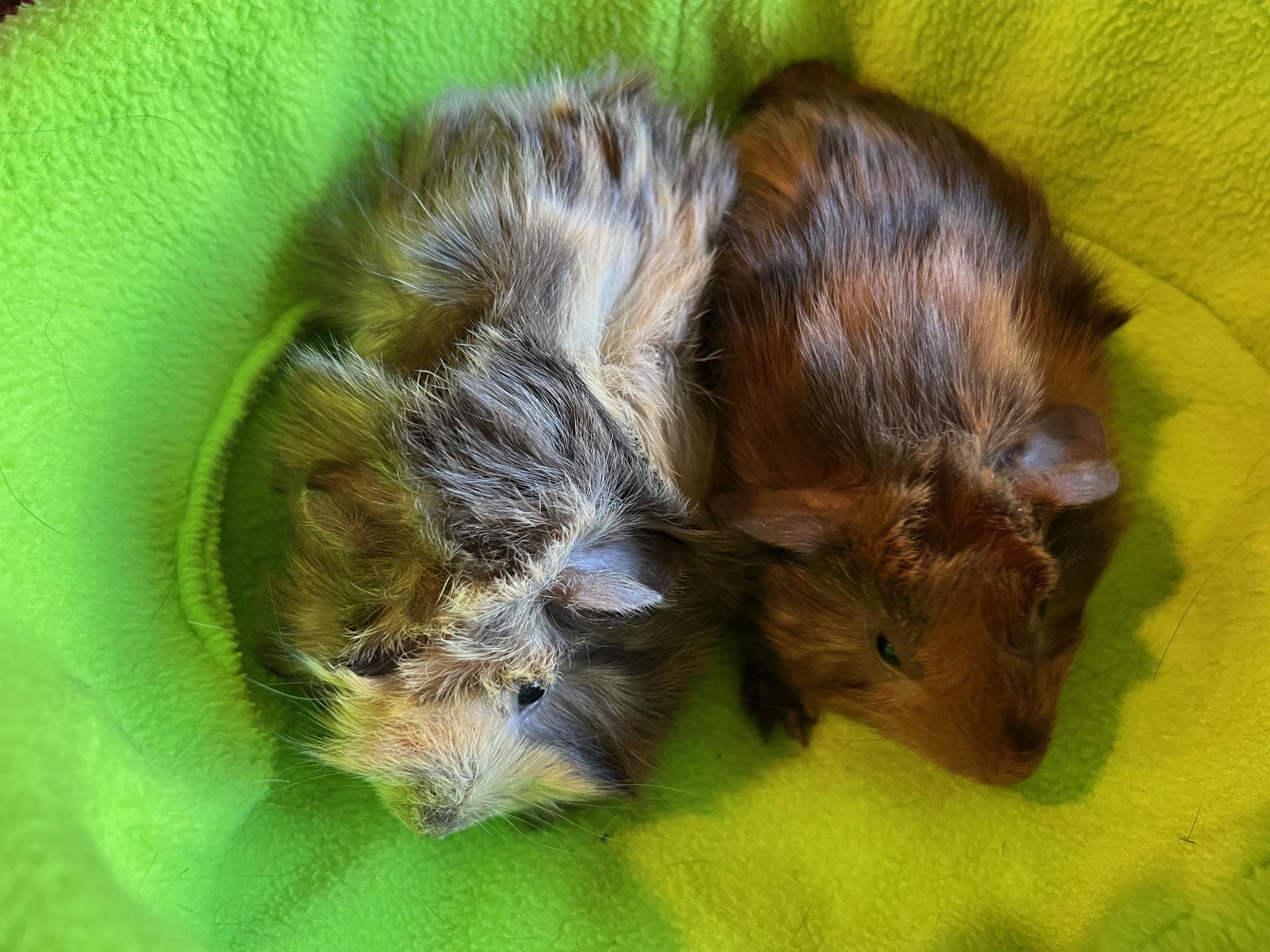 Enlarge Oak and Chestnut, a ADOPTABLE Abyssinian in Wellington, CO image 2/2