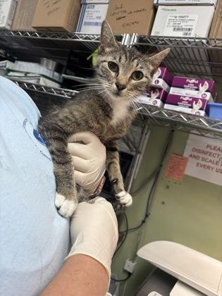 Biscuit, adopted, Adult Female Domestic Short Hair.