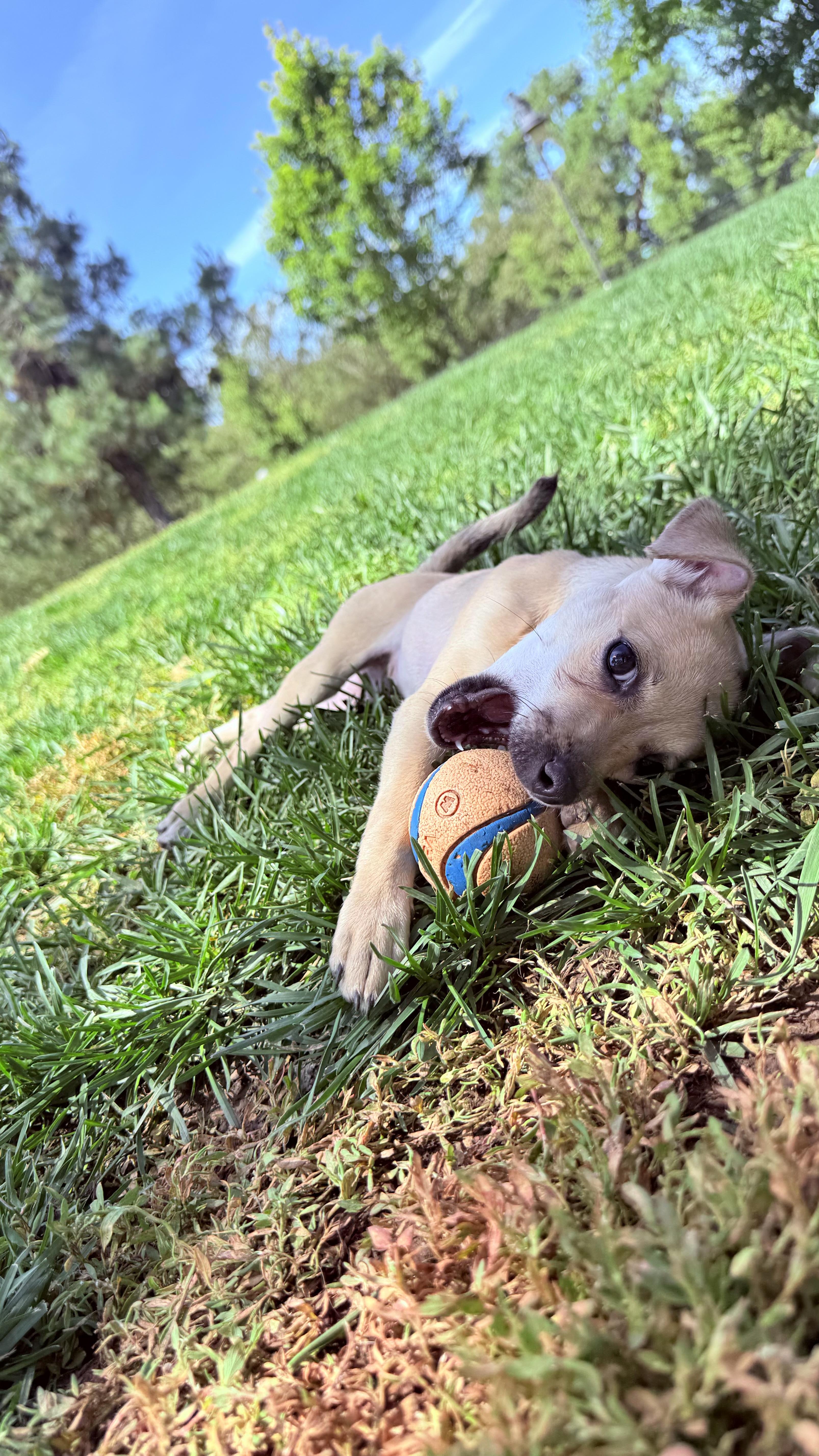 Enlarge FRENCH FRY, a ADOPTABLE mixed breed in woodland, CA image 2/5