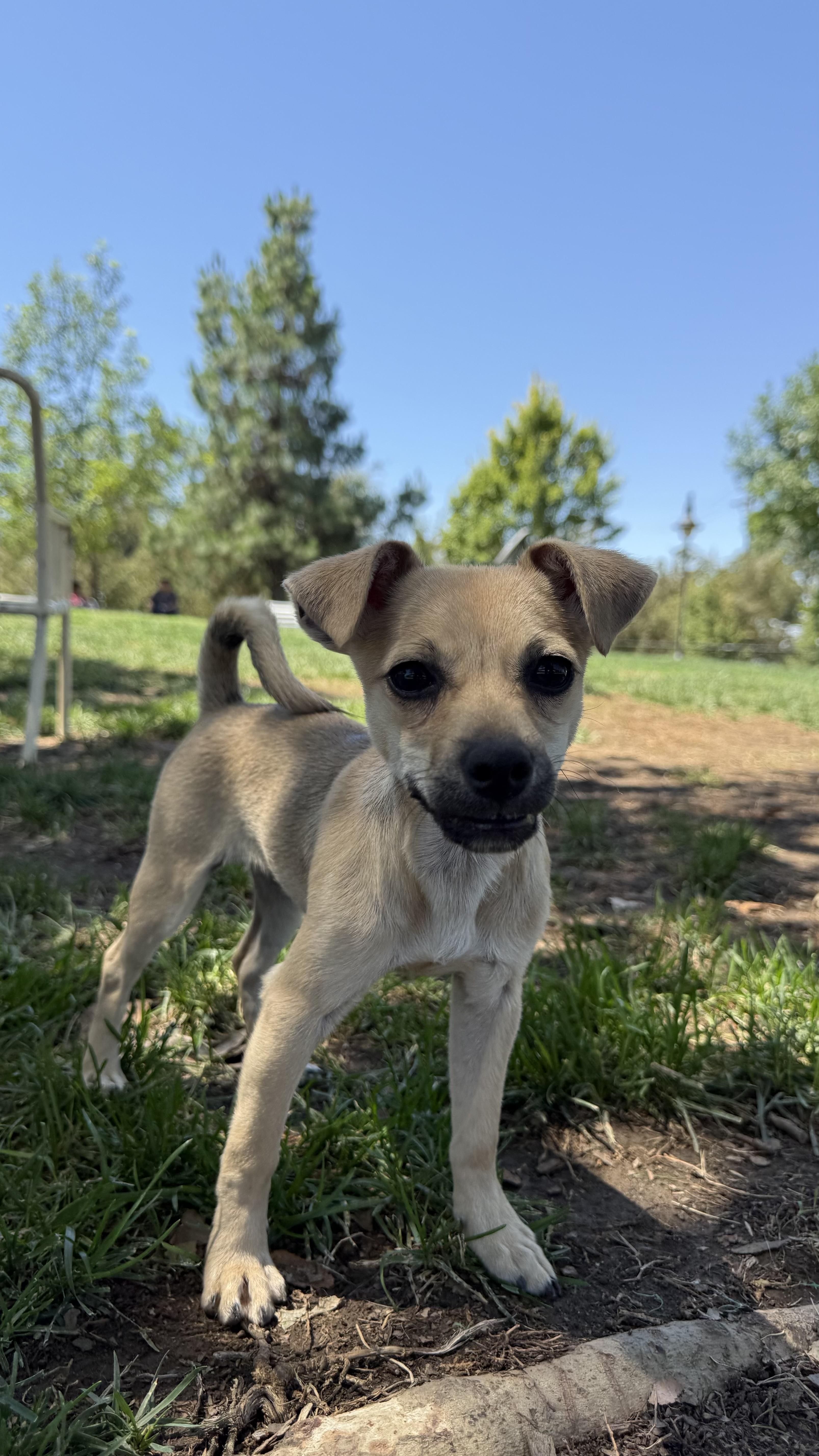 Enlarge FRENCH FRY, a ADOPTABLE mixed breed in woodland, CA image 4/5