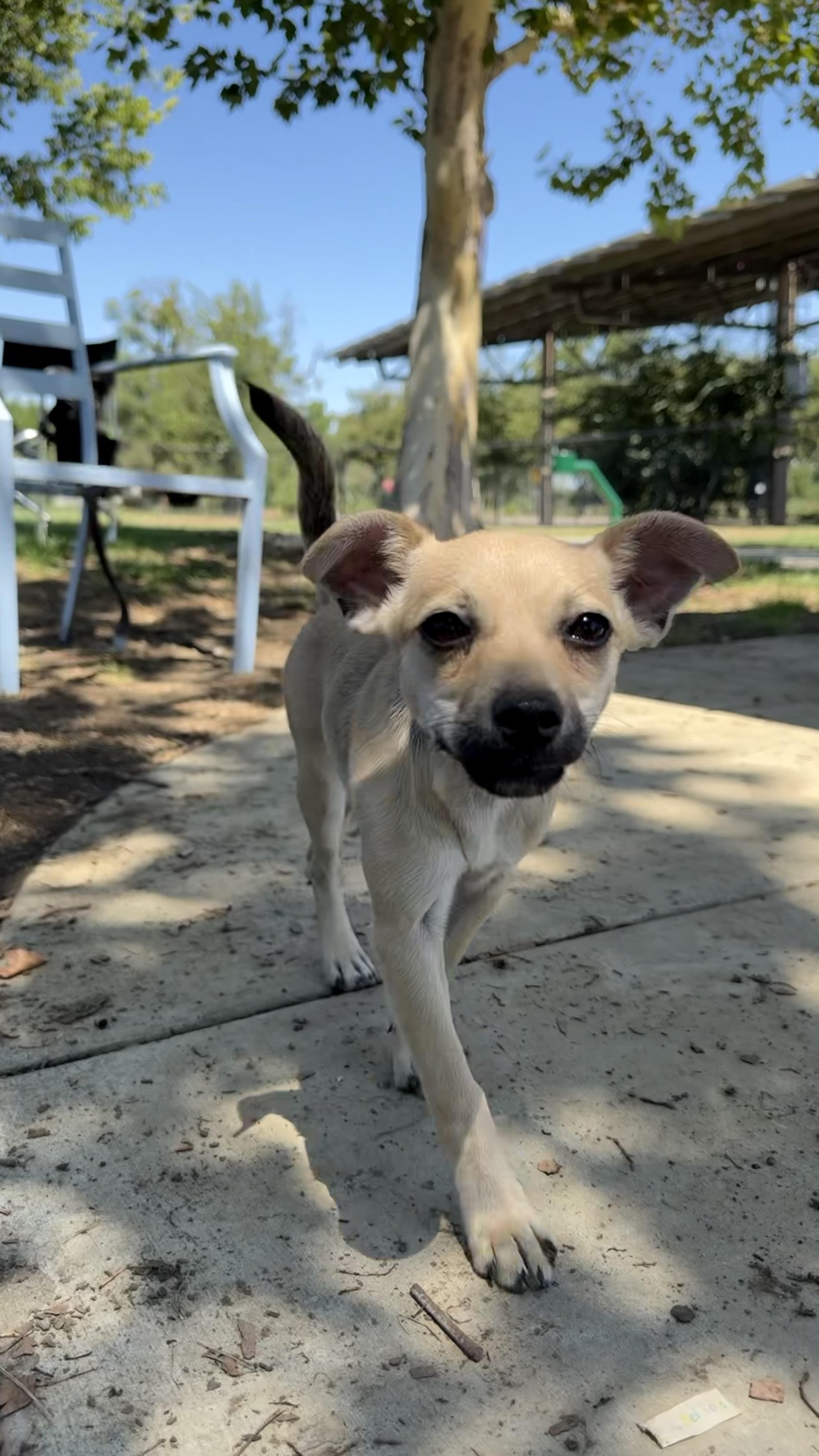 Enlarge FRENCH FRY, a ADOPTABLE mixed breed in woodland, CA image 3/5