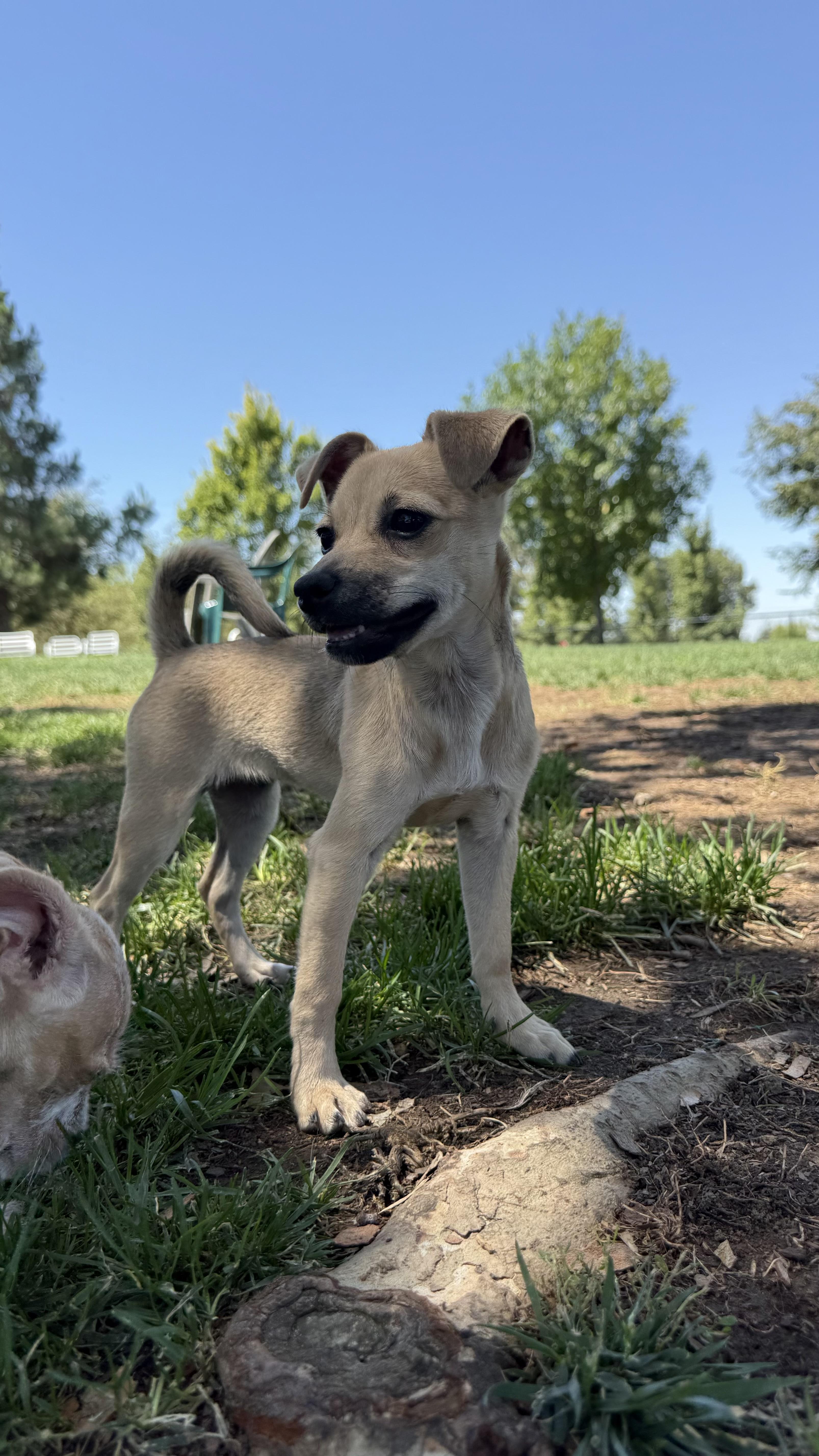 FRENCH FRY, ADOPTABLE, Puppy Female Chihuahua.