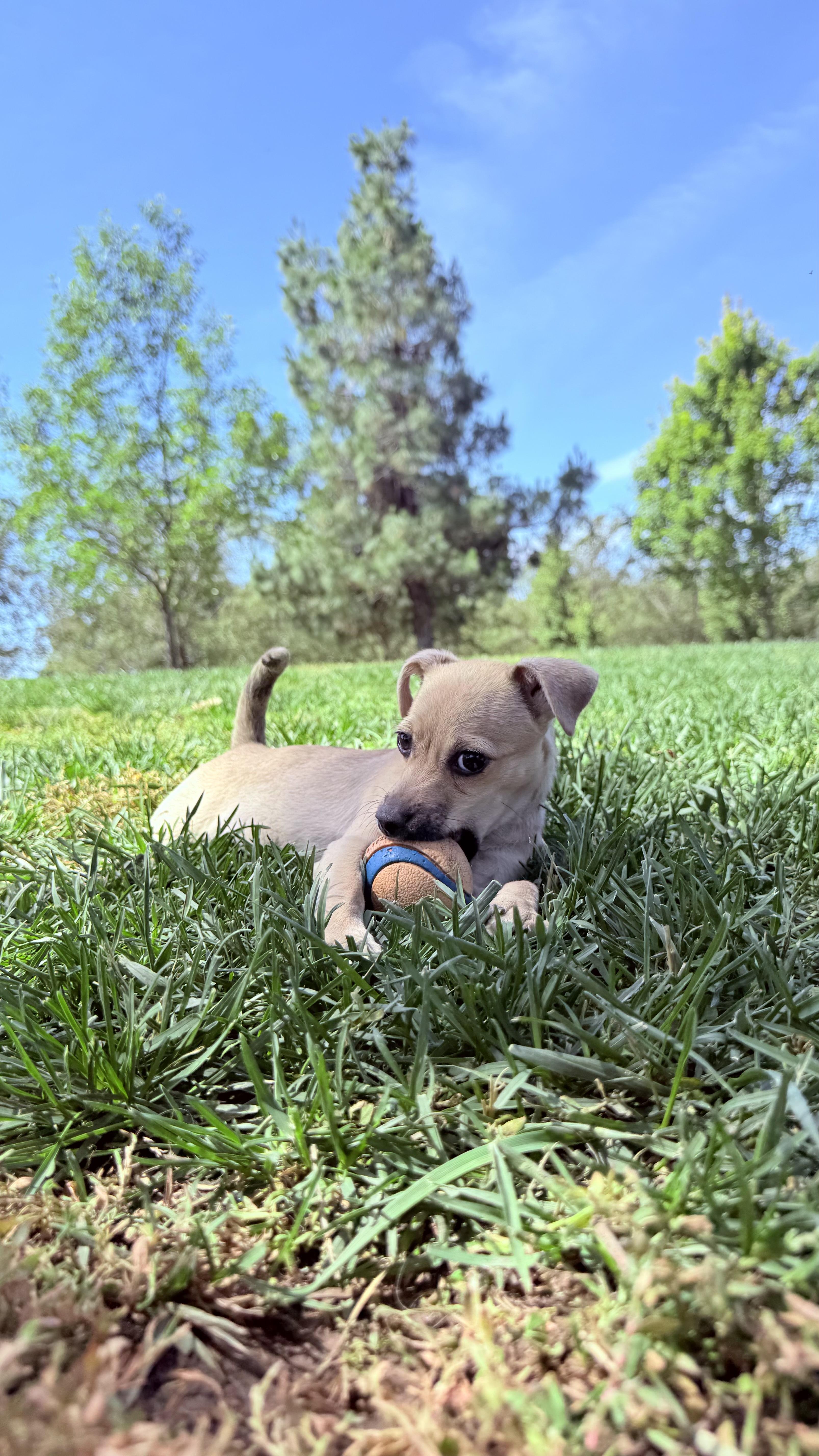 Enlarge FRENCH FRY, a ADOPTABLE mixed breed in woodland, CA image 5/5