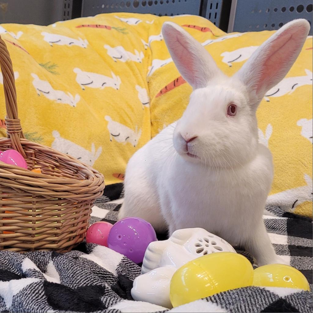 Knox, Adoptable, Adult Female Lionhead & Rabbit, DomesticMix.
