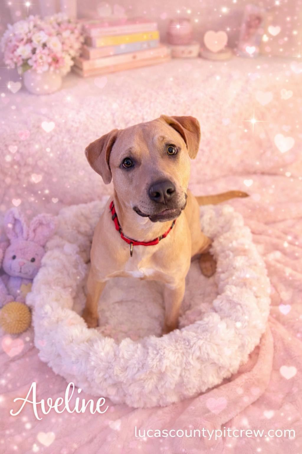 Enlarge Aveline, a Adoptable mixed breed in Toledo, OH image 2/3