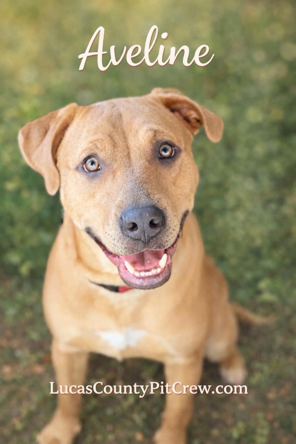 Enlarge Aveline, a Adoptable mixed breed in Toledo, OH image 1/3