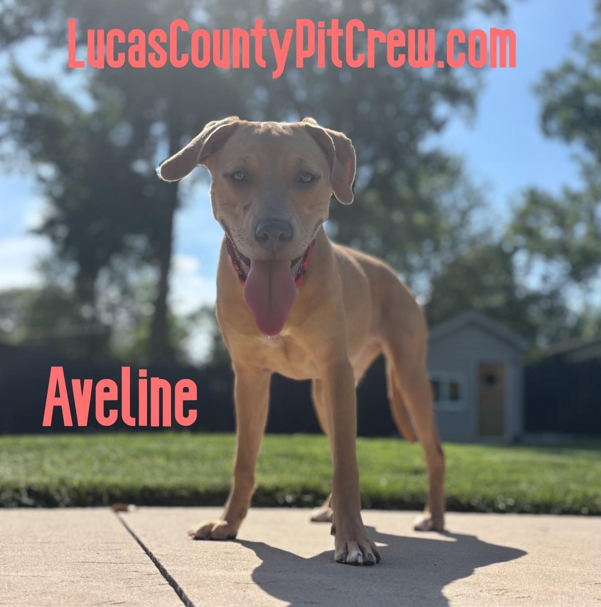 Enlarge Aveline, a Adoptable mixed breed in Toledo, OH image 3/3