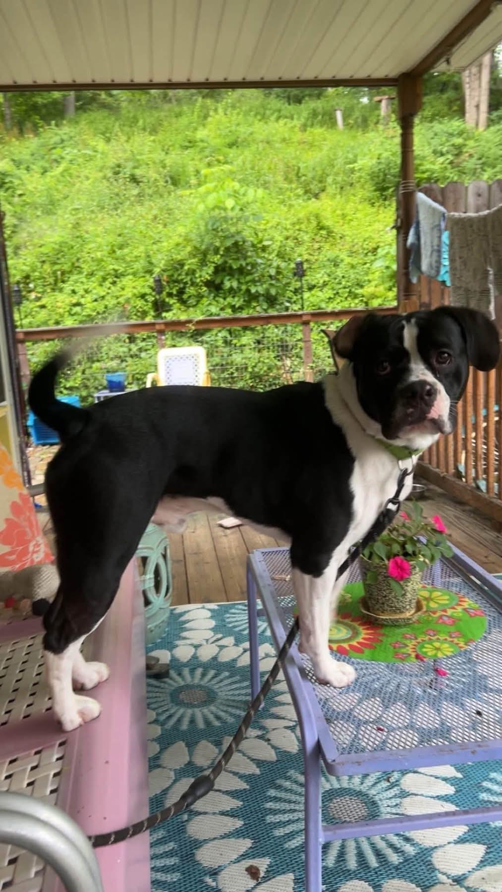 Oreo, Adoptable, Young Male Pit Bull Terrier.