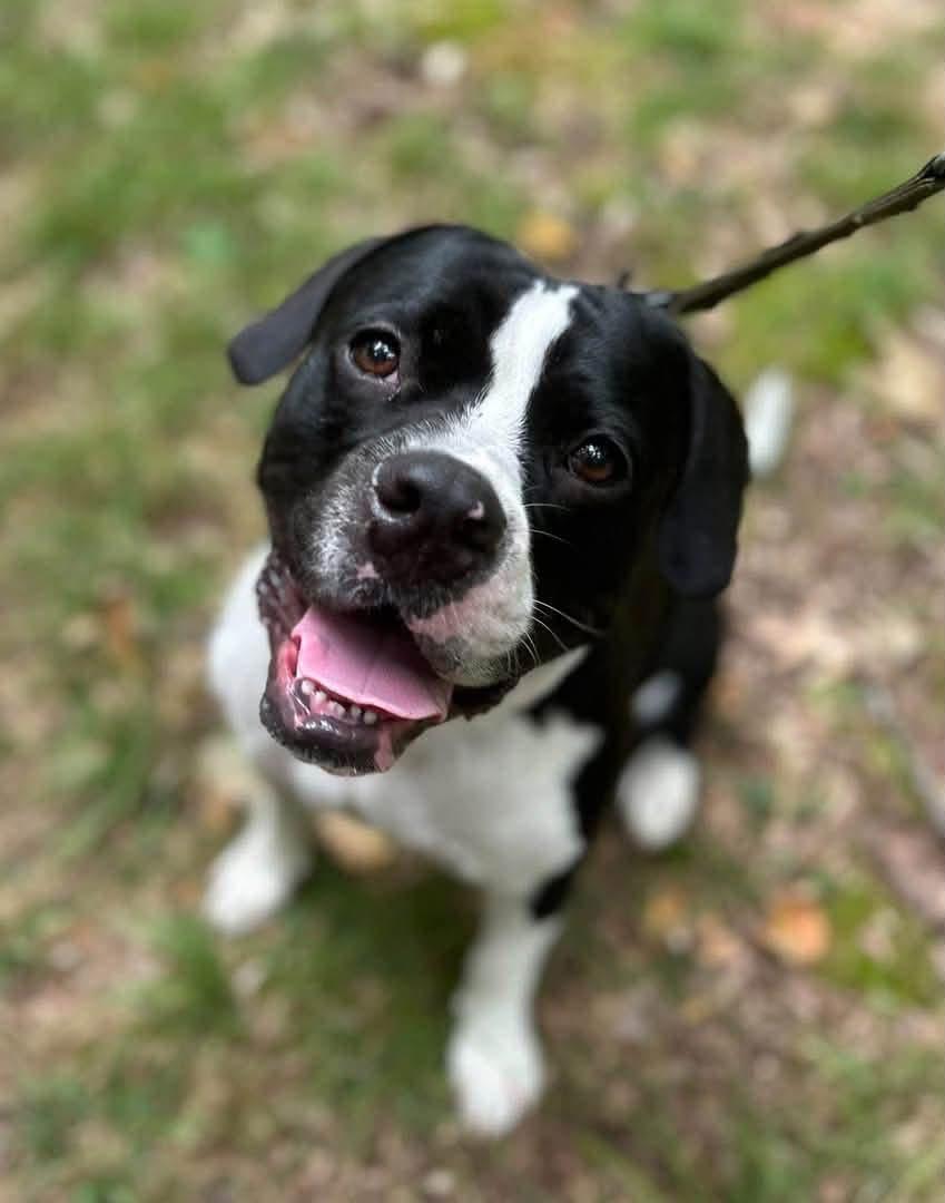 Enlarge Oreo, a Adoptable mixed breed in Milton, PA image 3/3
