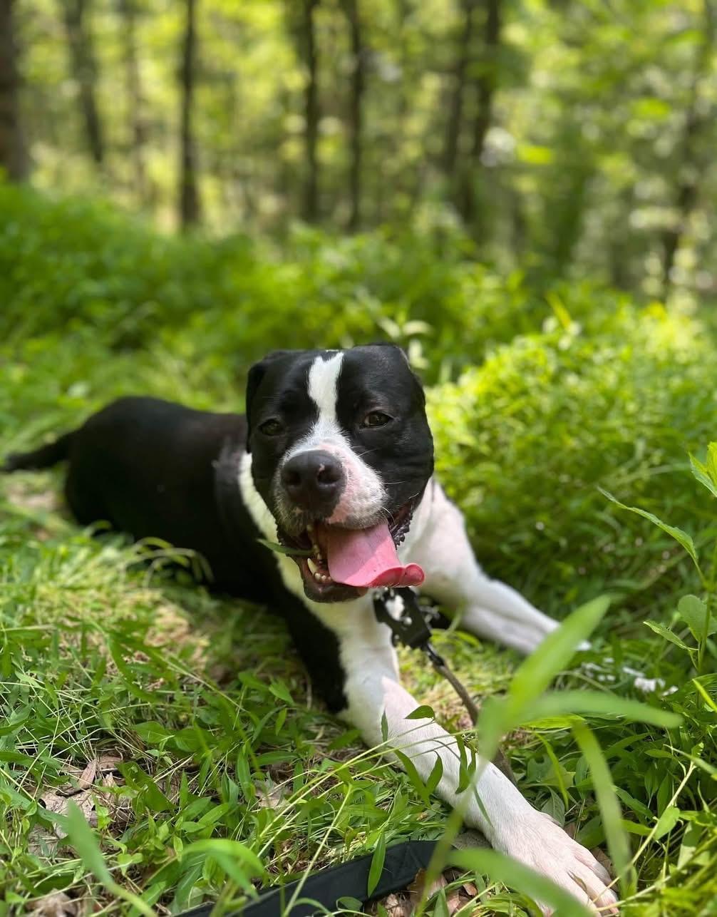 Enlarge Oreo, a Adoptable mixed breed in Milton, PA image 2/3