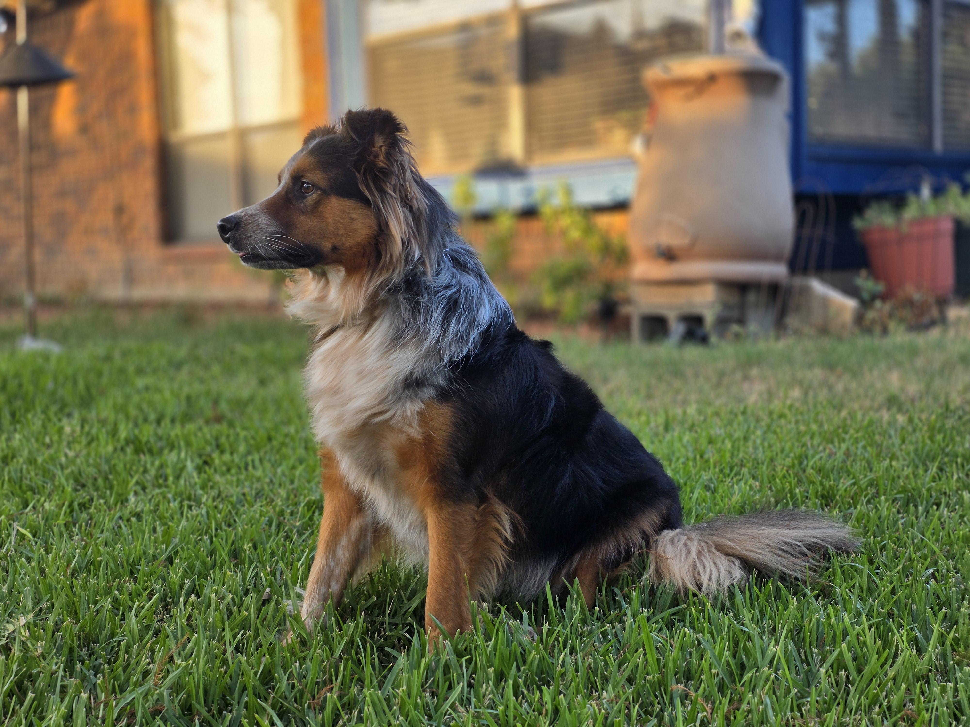 Enlarge Jack, a Adoptable mixed breed in Royse City, TX image 2/3