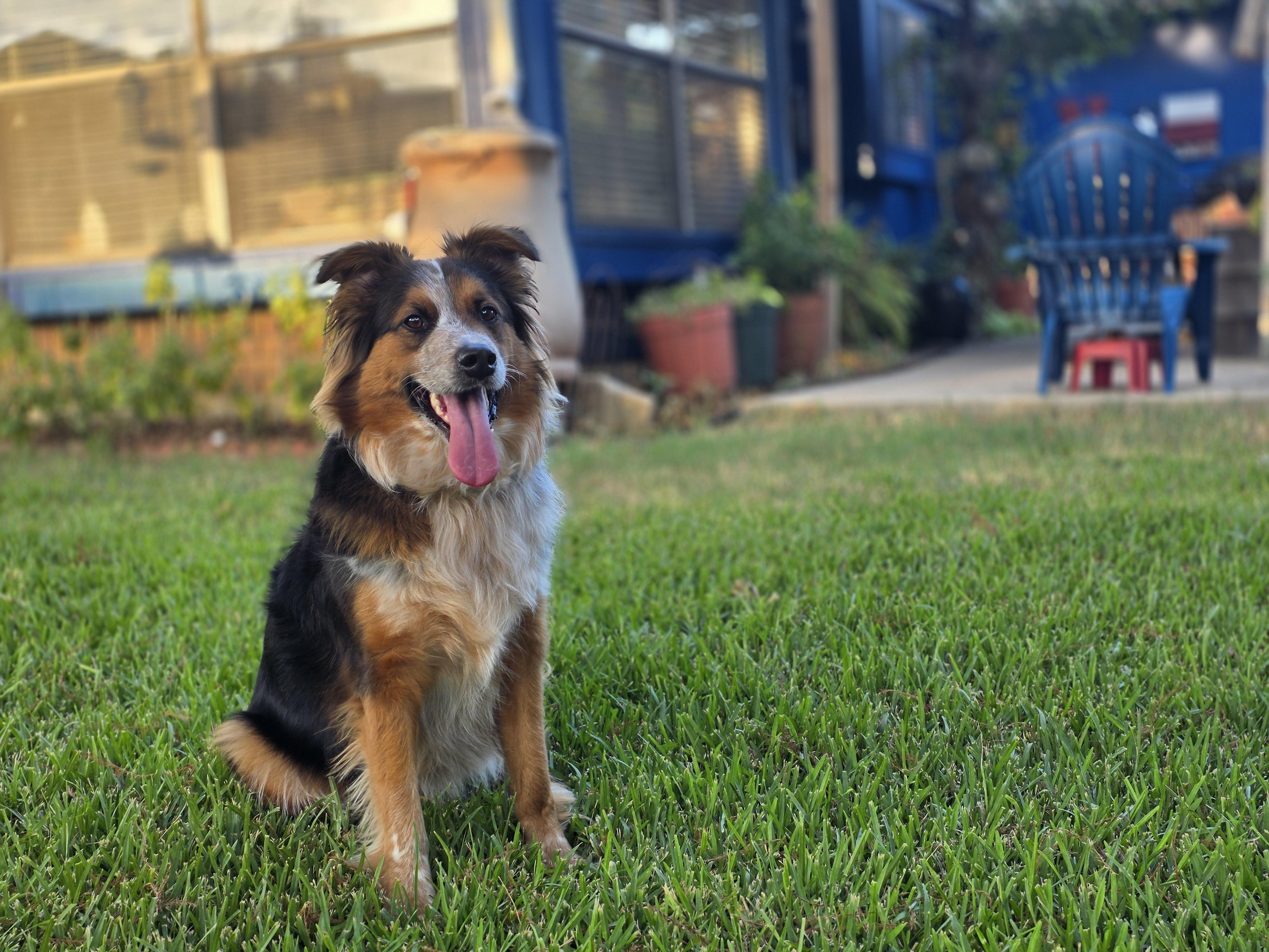 Jack, Adoptable, Adult Male German Shepherd Dog & Cattle Dog.