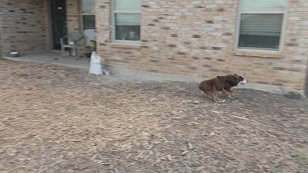 Enlarge Jack, a Adoptable mixed breed in Royse City, TX video 3/3