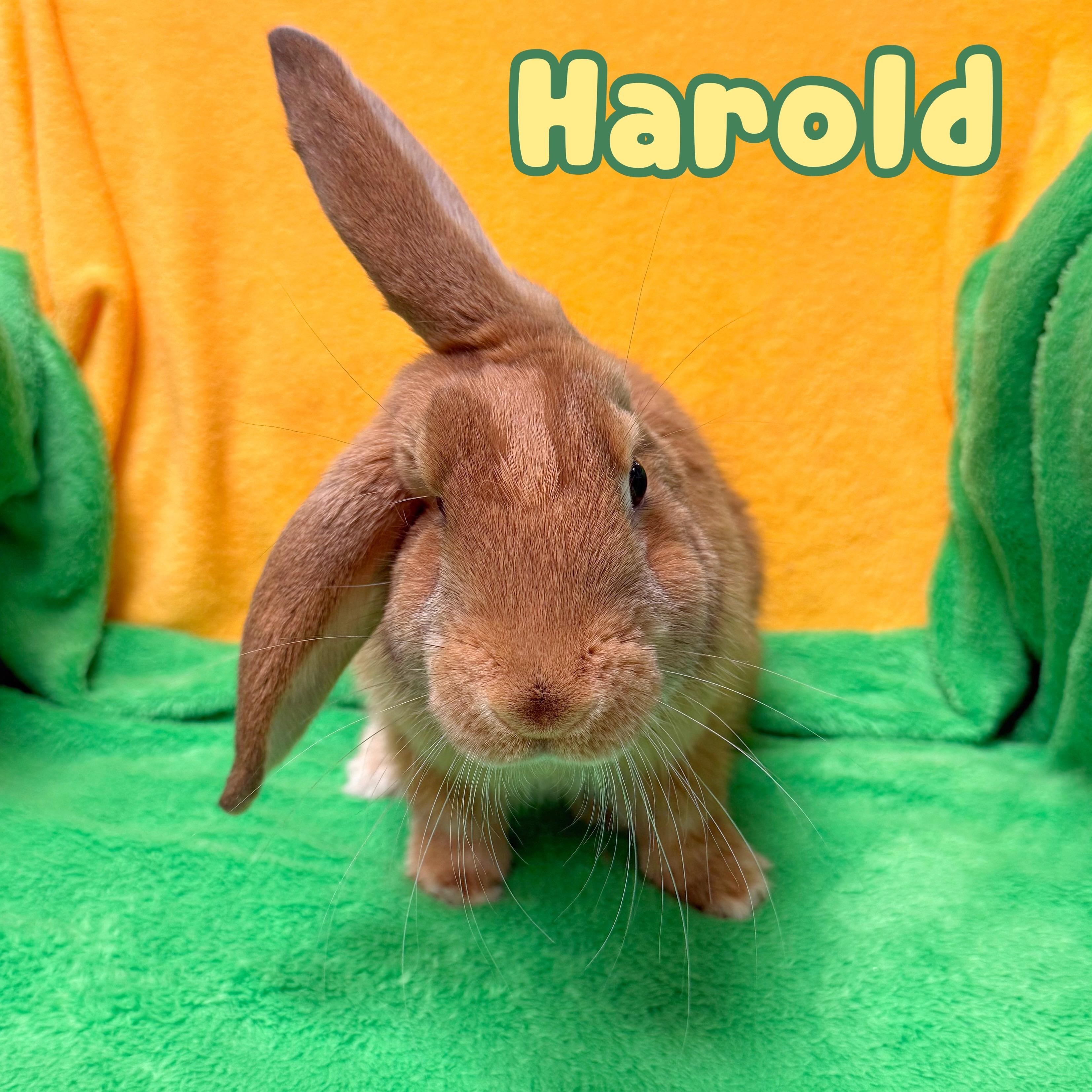 Harold, Adoptable, Young Male Bunny Rabbit.