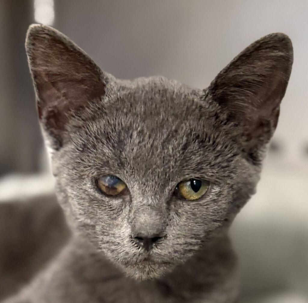 Enlarge Billy, a Adoptable Domestic Short Hair in Jackson, MI image 2/3