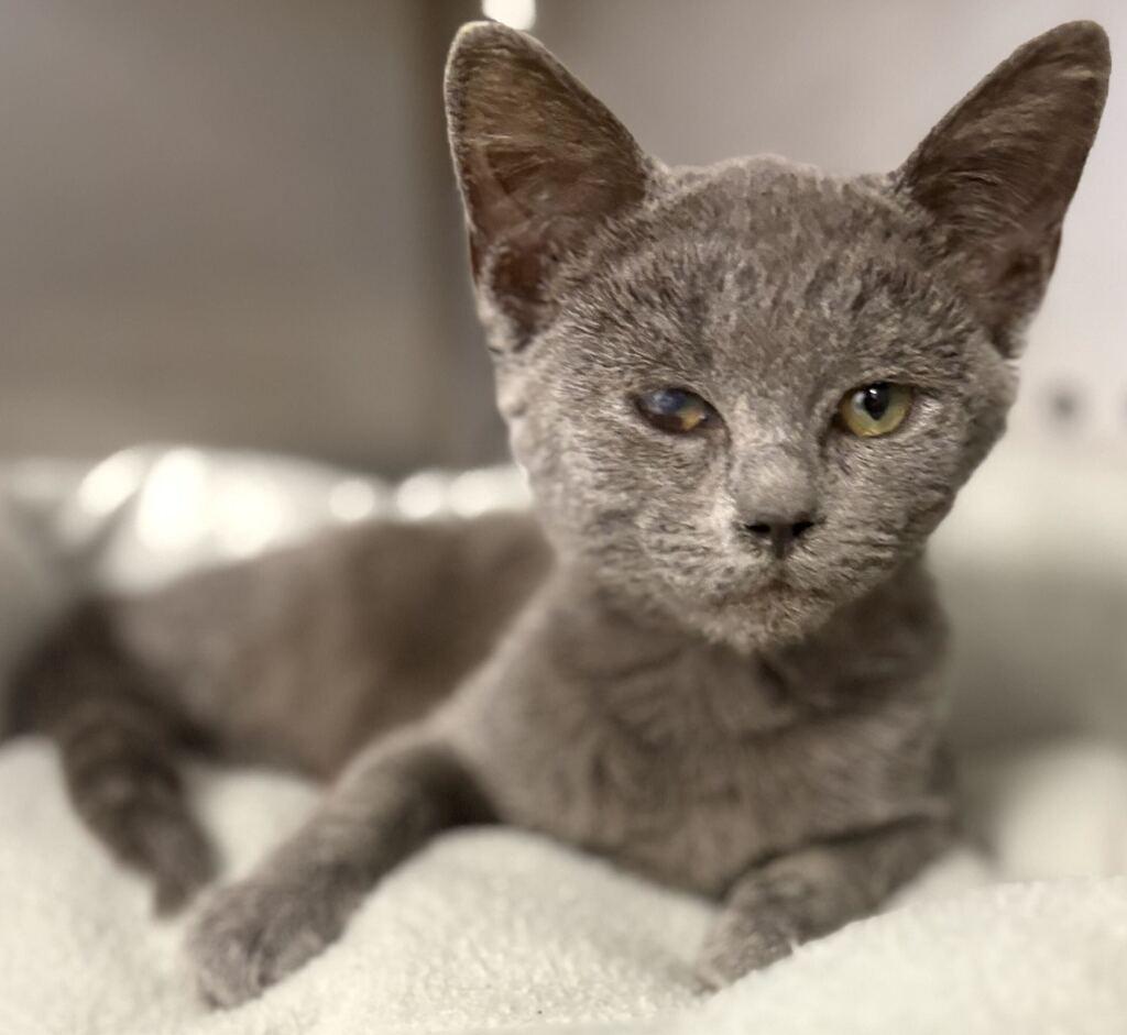 Enlarge Billy, a Adoptable Domestic Short Hair in Jackson, MI image 3/3