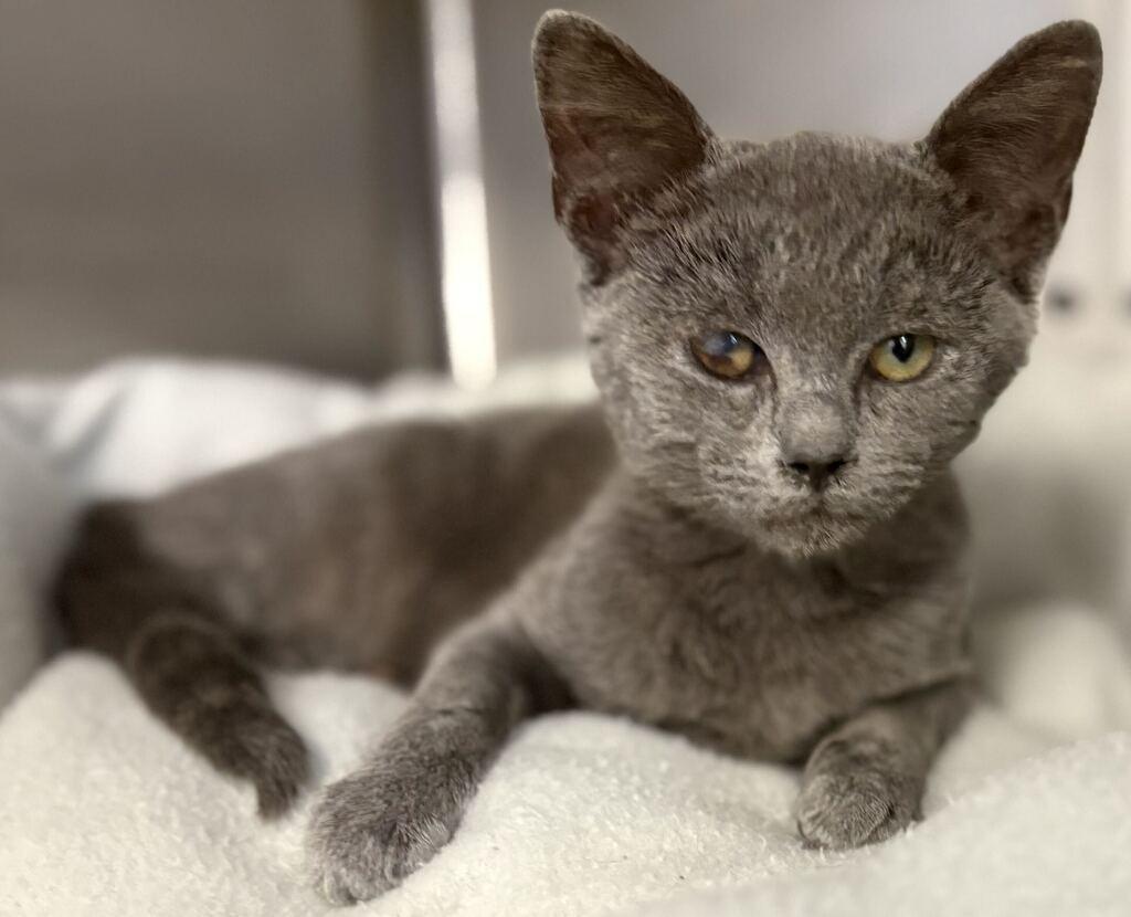 Billy, Adoptable, Kitten Male Domestic Short Hair.