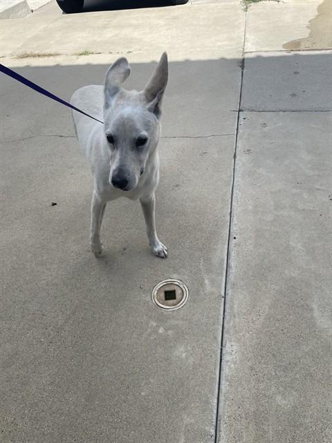 RIVER, Adoptable, Young Male German Shepherd Dog.