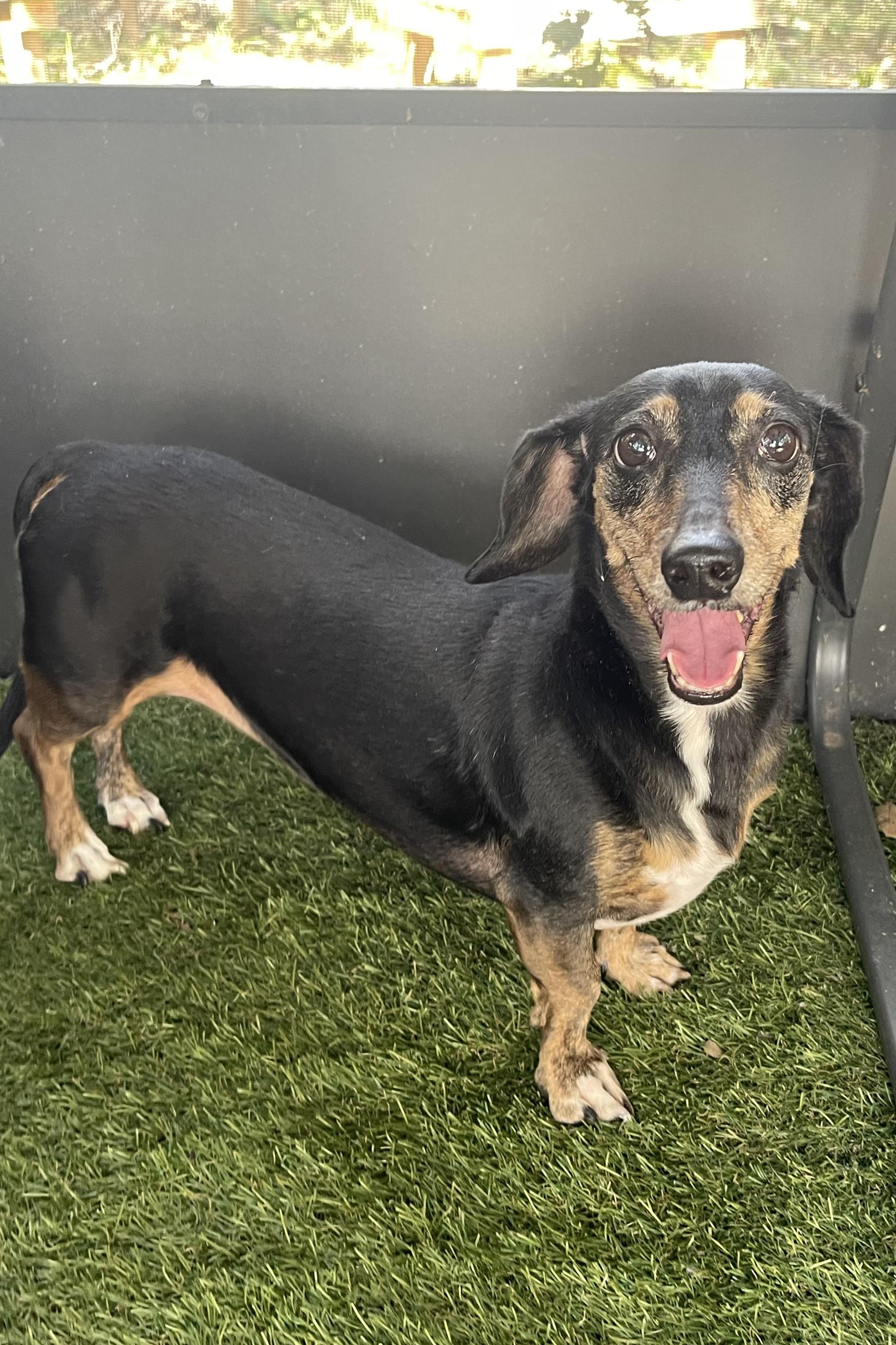 Chloe, a Adoptable Dachshund in Plant City, FL image 2/4