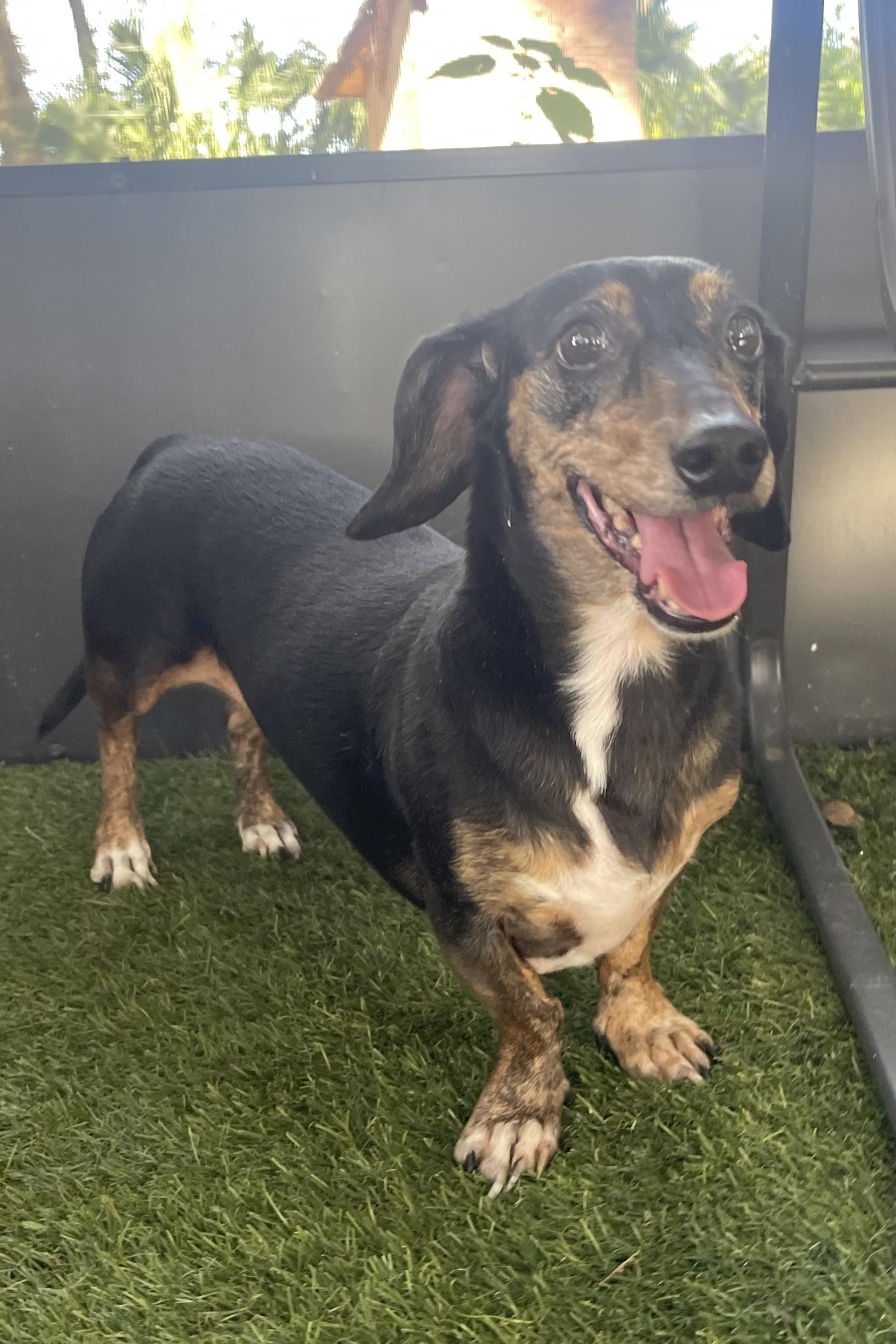 Chloe, a Adoptable Dachshund in Plant City, FL image 3/4