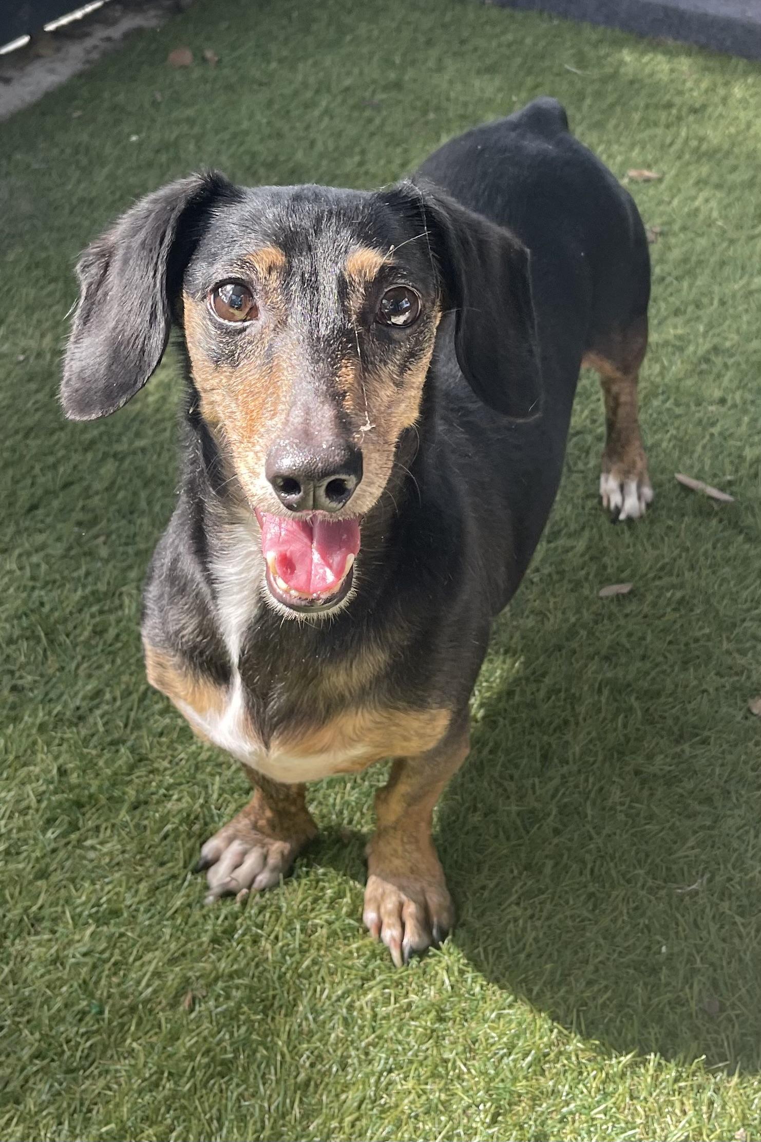 Chloe, a Adoptable Dachshund in Plant City, FL image 4/4