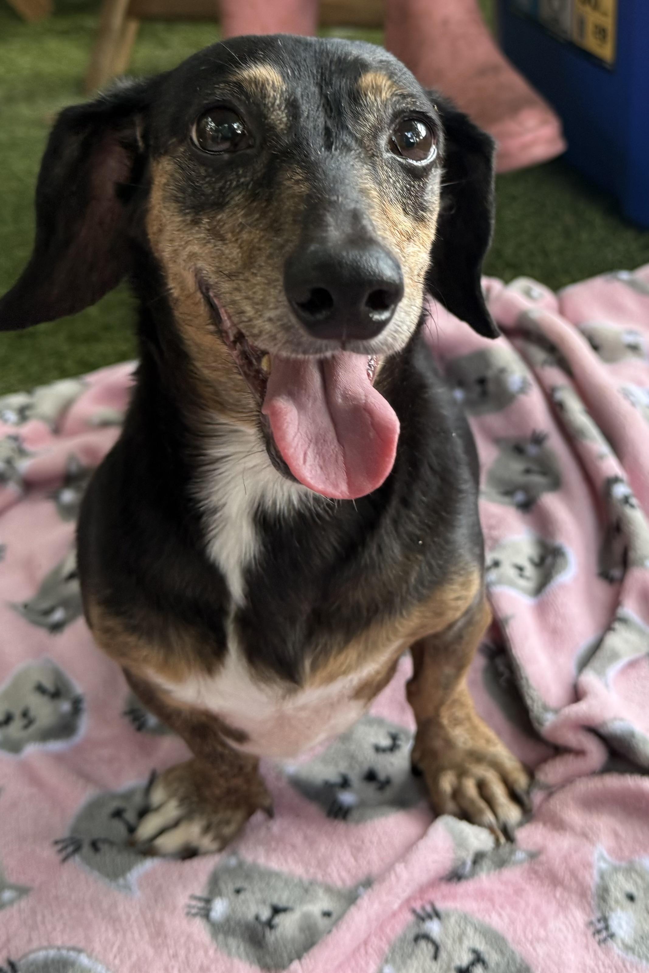 Chloe, a Adoptable Dachshund in Plant City, FL image 1/4