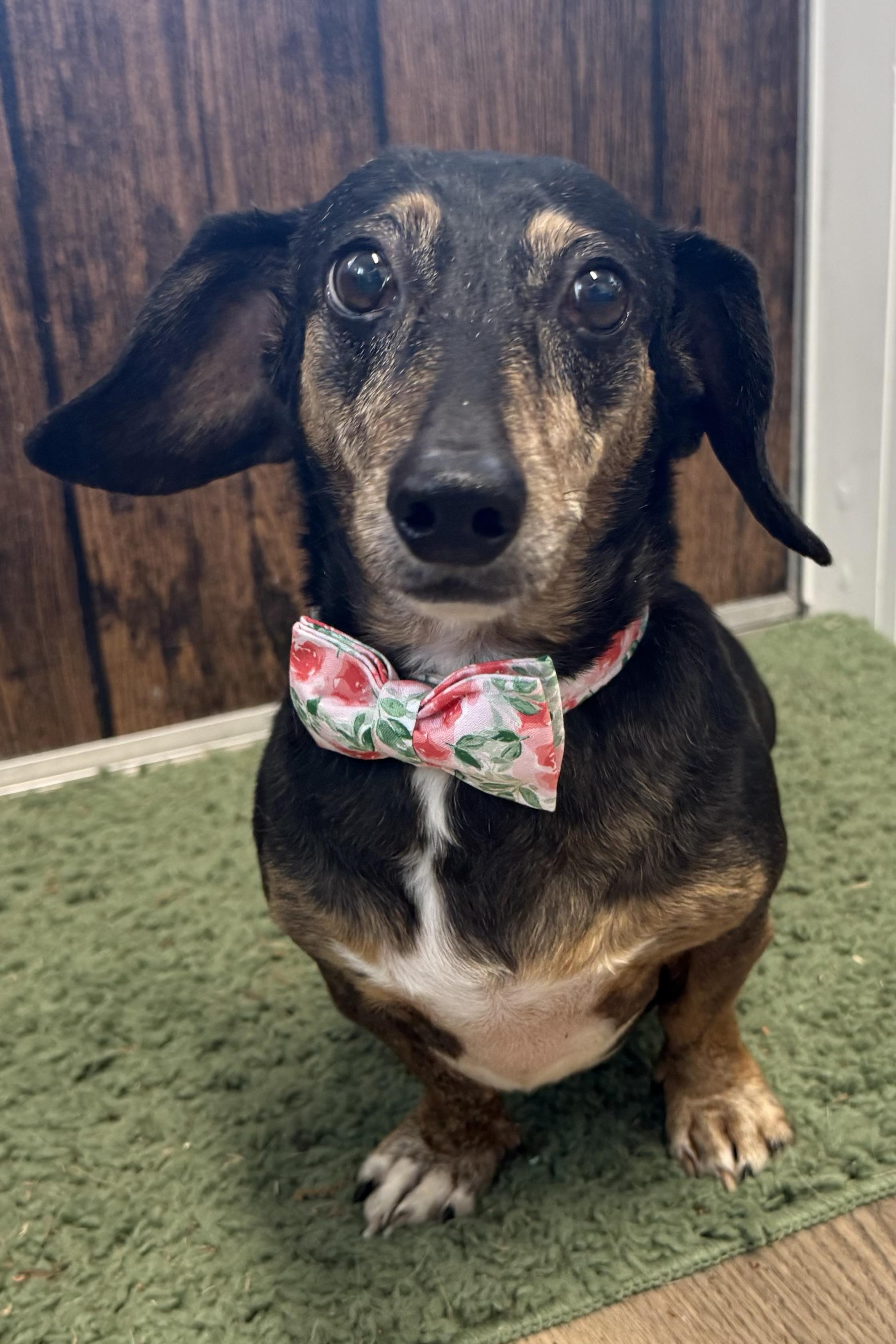 Chloe, Adoptable, Senior Female Dachshund.