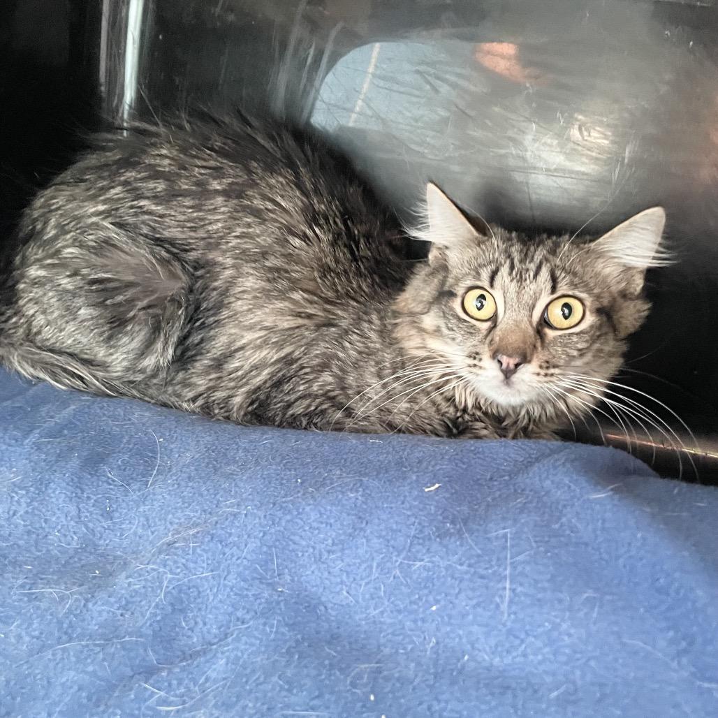 Enlarge Rowan/Harry, a ADOPTABLE Domestic Medium Hair in Hudson, NY image 1/1