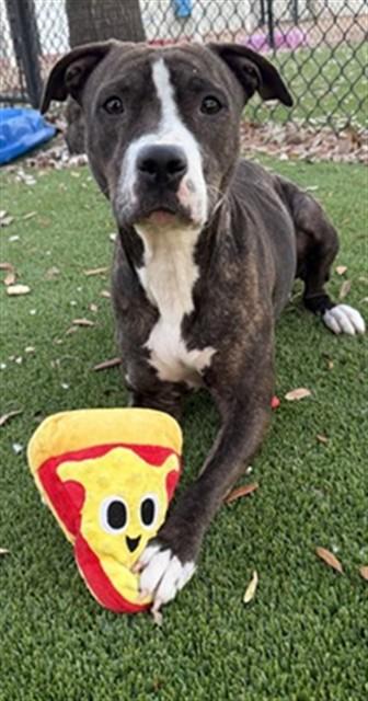 NUTELLA — thumbnail 3