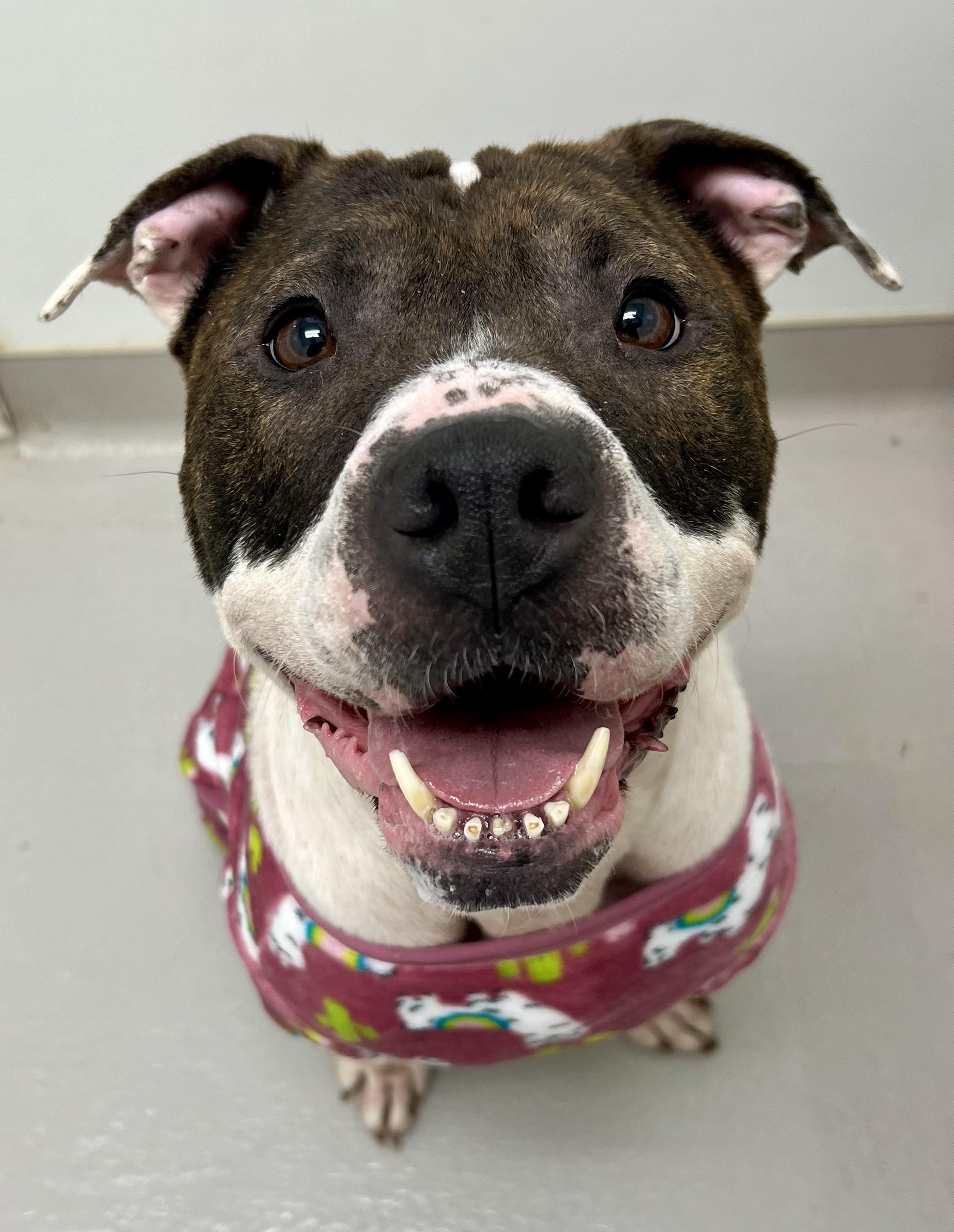 Enlarge Angel, a ADOPTABLE mixed breed in Danville, IN image 2/4