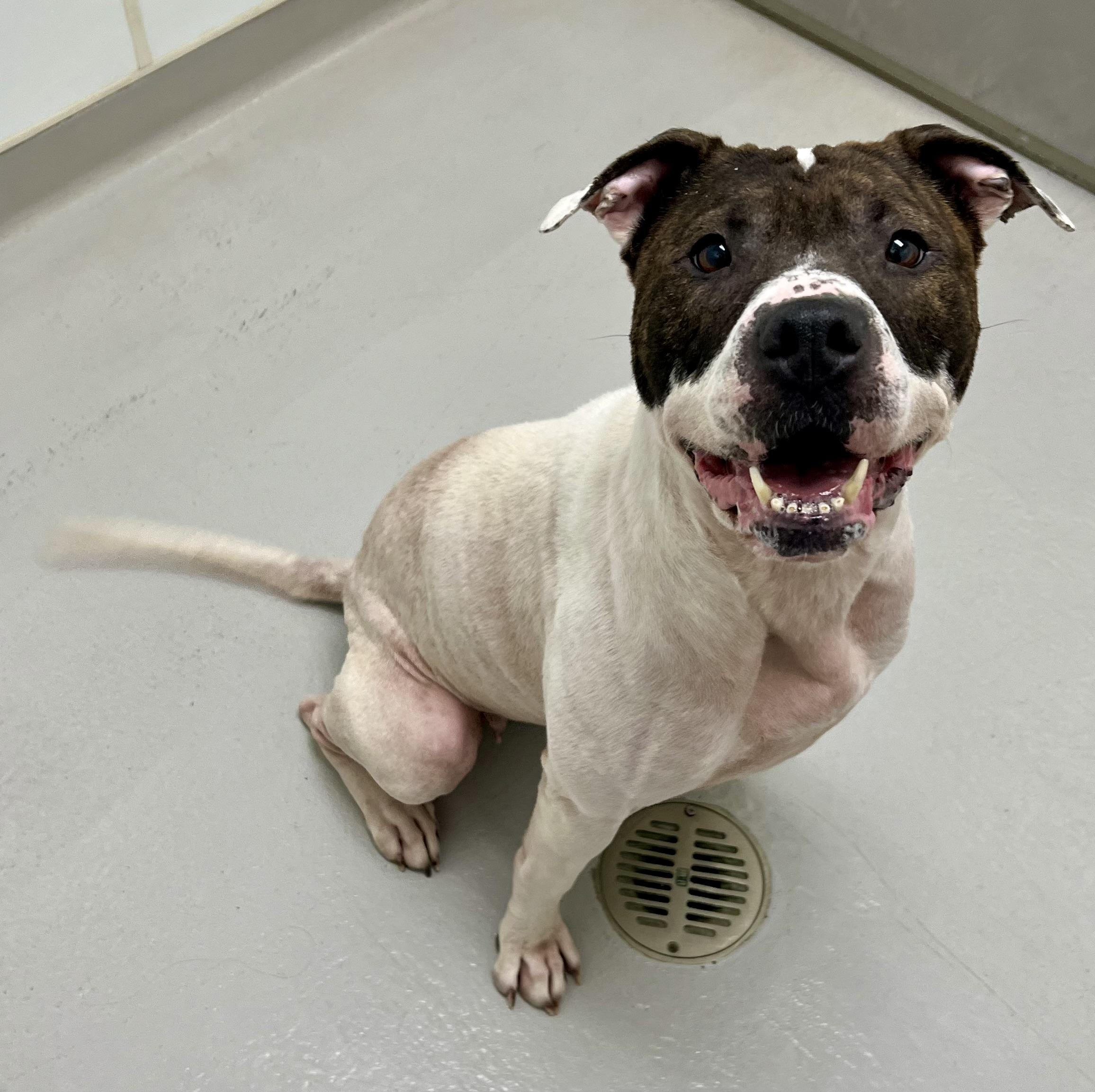 Enlarge Angel, a ADOPTABLE mixed breed in Danville, IN image 3/4