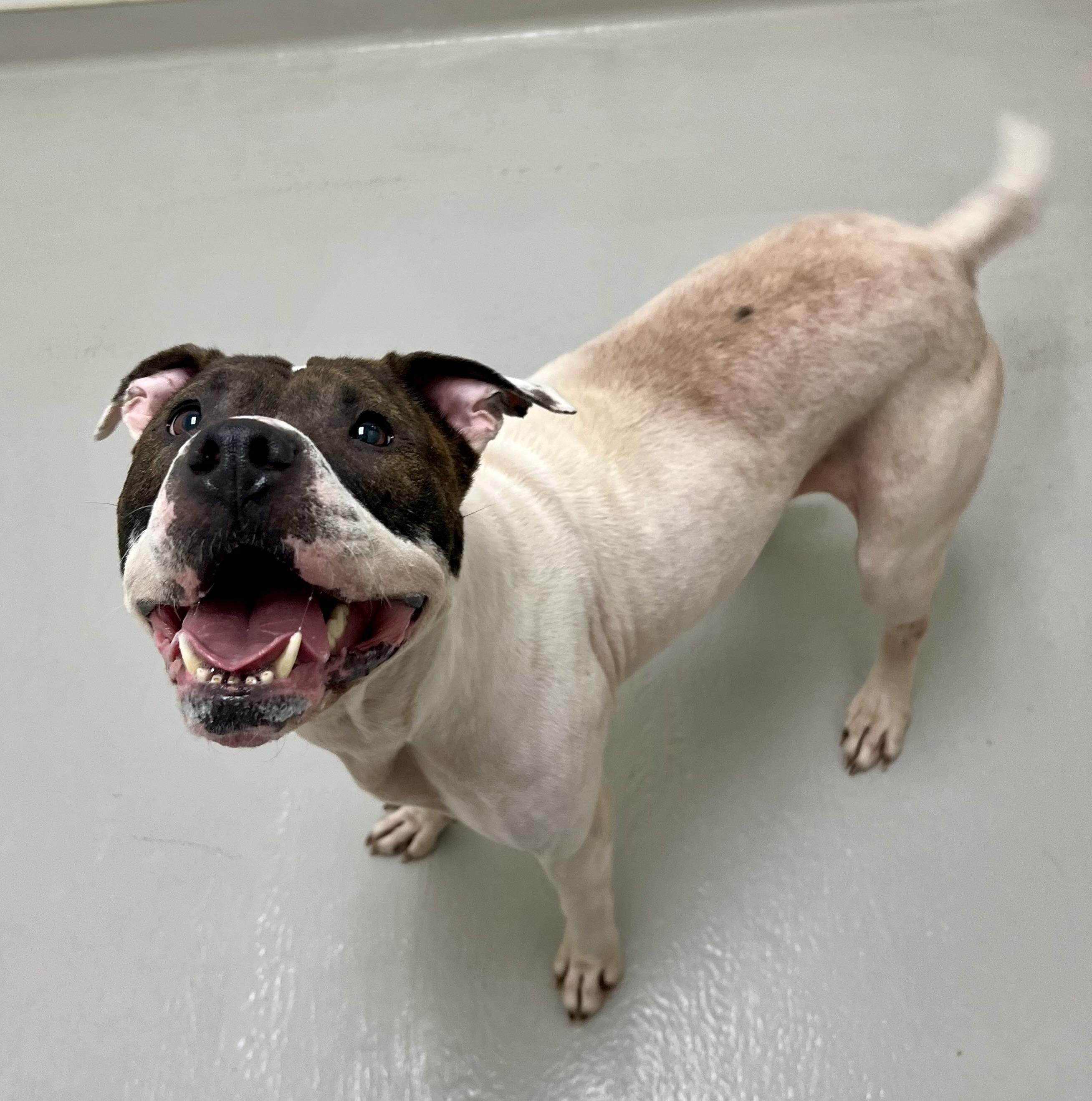 Enlarge Angel, a ADOPTABLE mixed breed in Danville, IN image 4/4