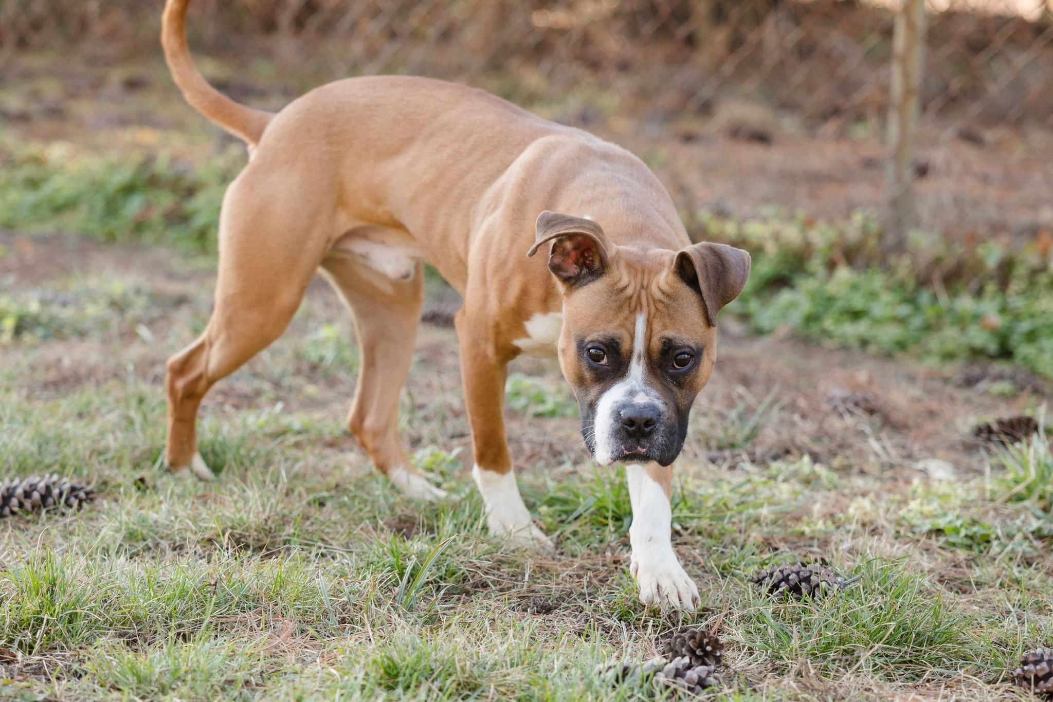 Enlarge Bert, a ADOPTABLE mixed breed in Newburgh, IN image 1/1