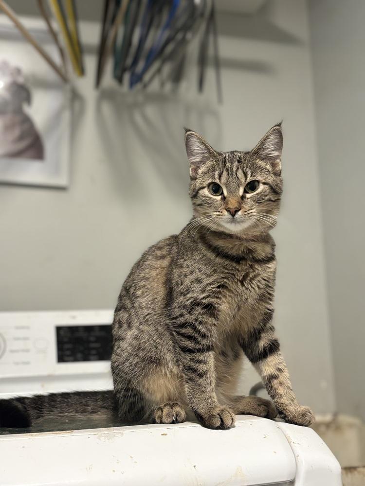 Enlarge Bronte, a Adoptable Domestic Short Hair in Palatine, IL image 1/3