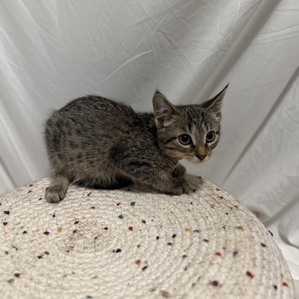 Bronte, Adoptable, Kitten Female Domestic Short Hair.