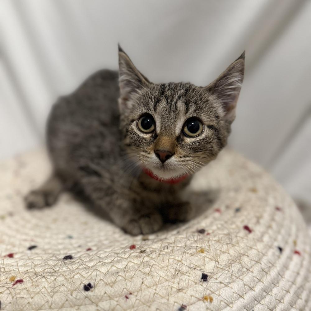Bronte, Adoptable, Kitten Female Domestic Short Hair.