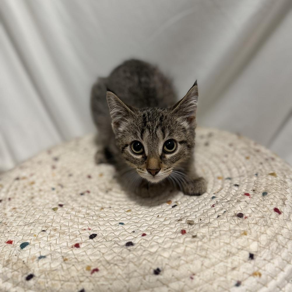 Enlarge Bronte, a Adoptable Domestic Short Hair in Palatine, IL image 3/3